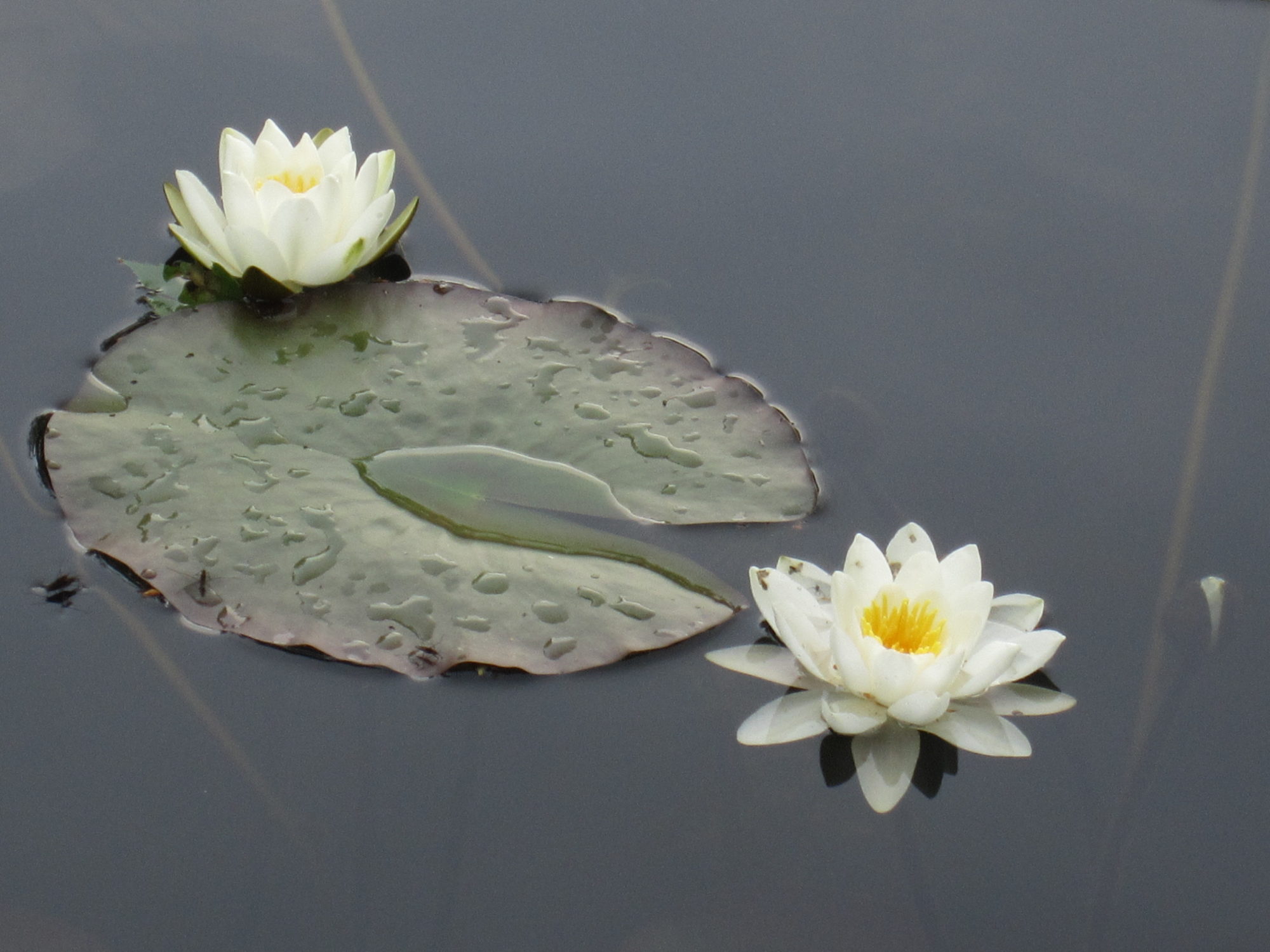 Valokuvaaja: Marita Portin