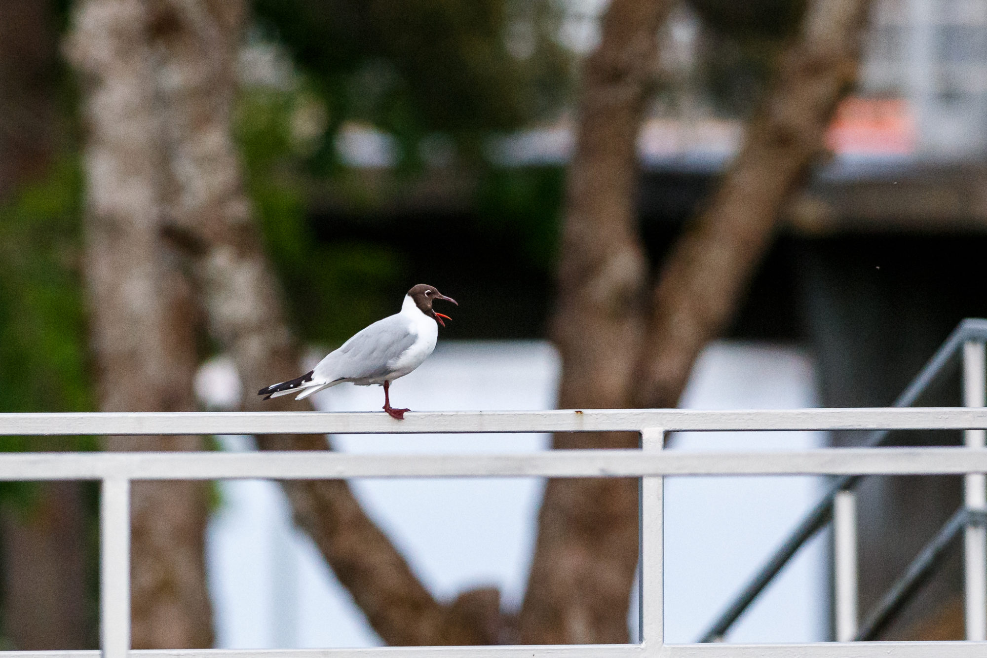 Valokuvaaja: Antti Toivanen
