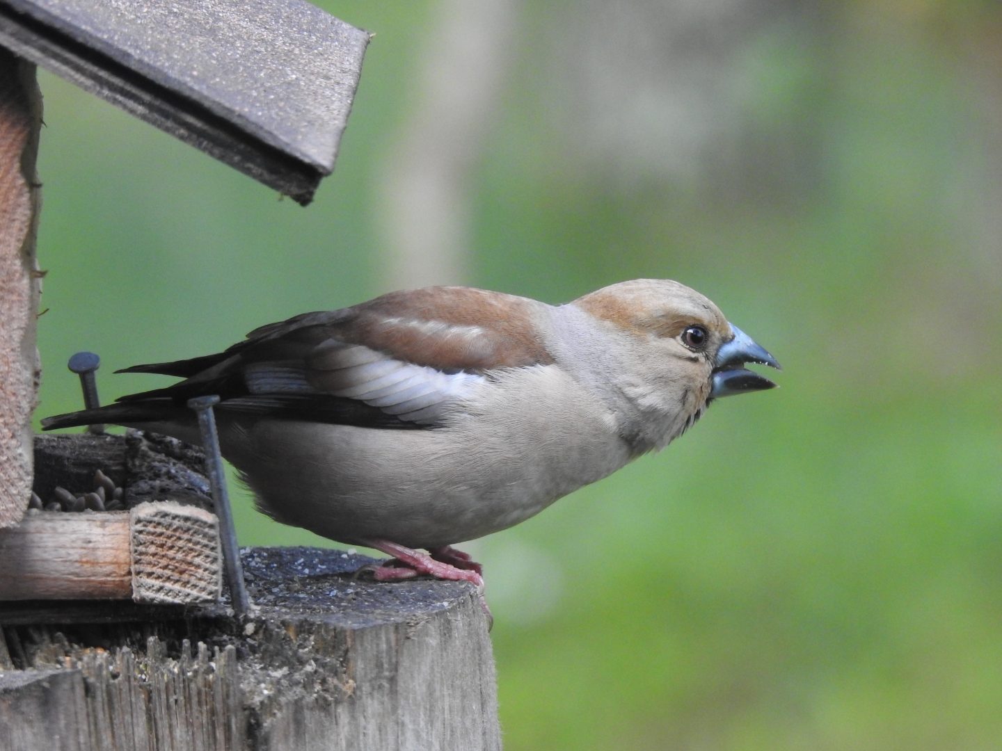 Valokuvaaja: Jarmo Mantere