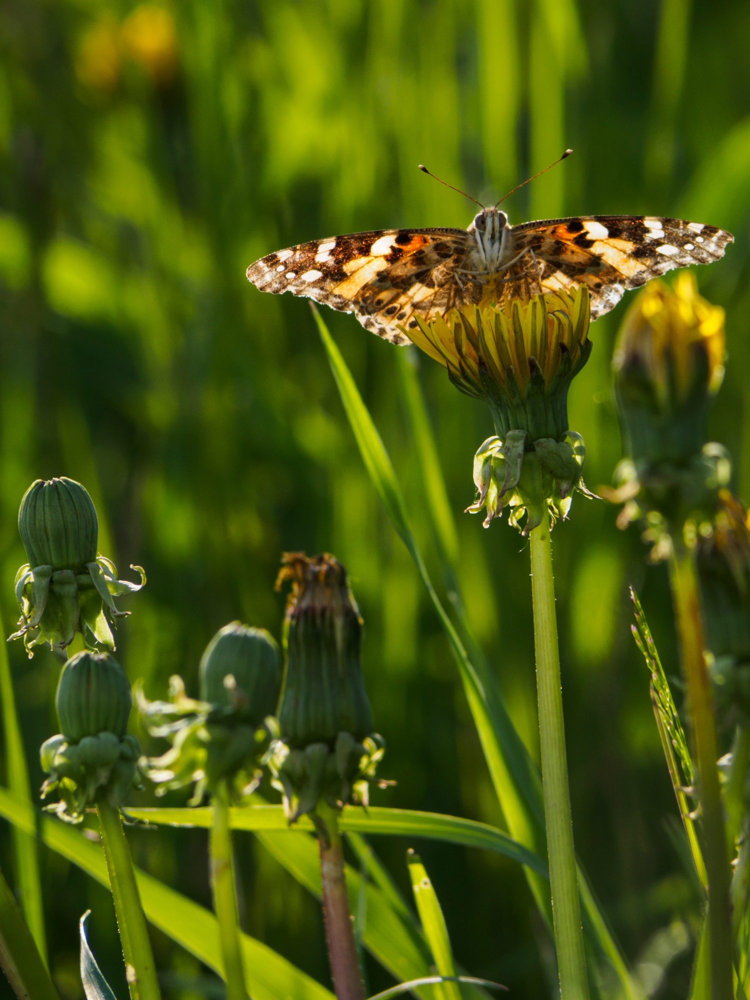 Valokuvaaja: Sirkka Karppinen Valokuvaaja: Sirkka Karppinen