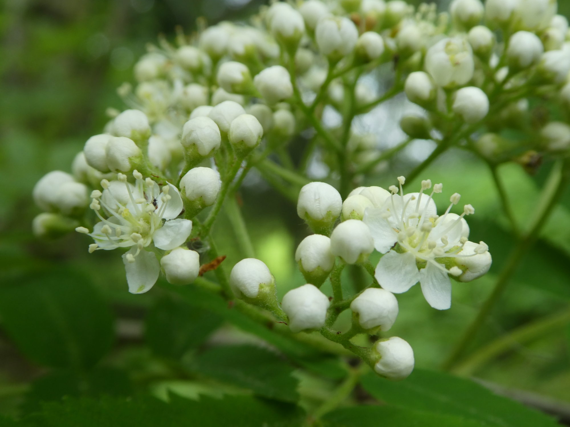 Valokuvaaja: Anja Mustamaa