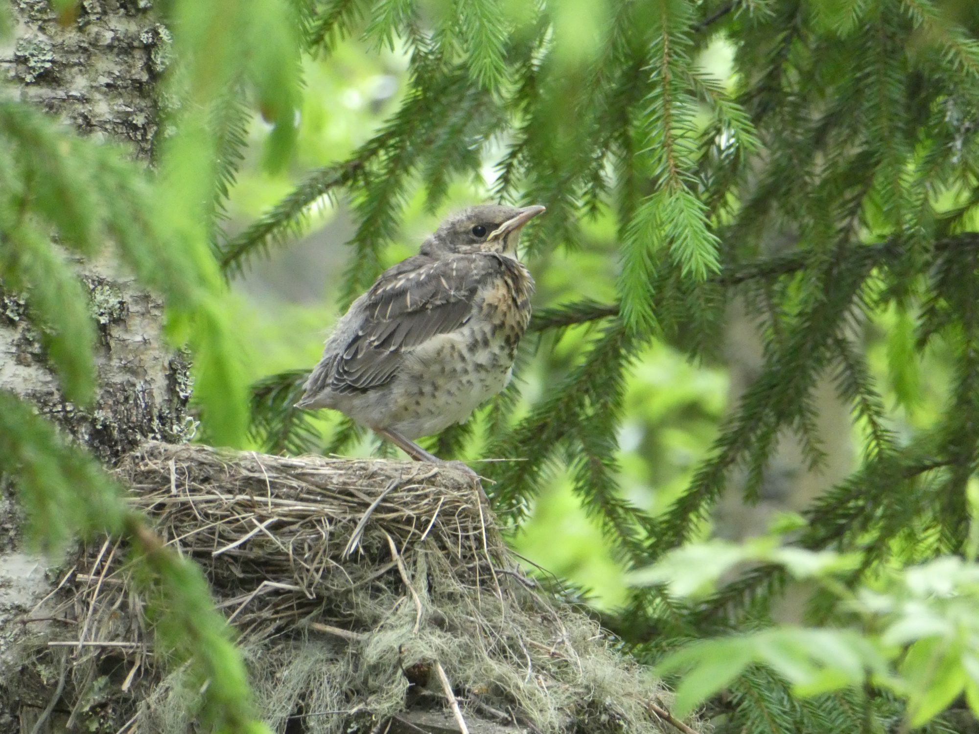 Valokuvaaja: Anja Mustamaa