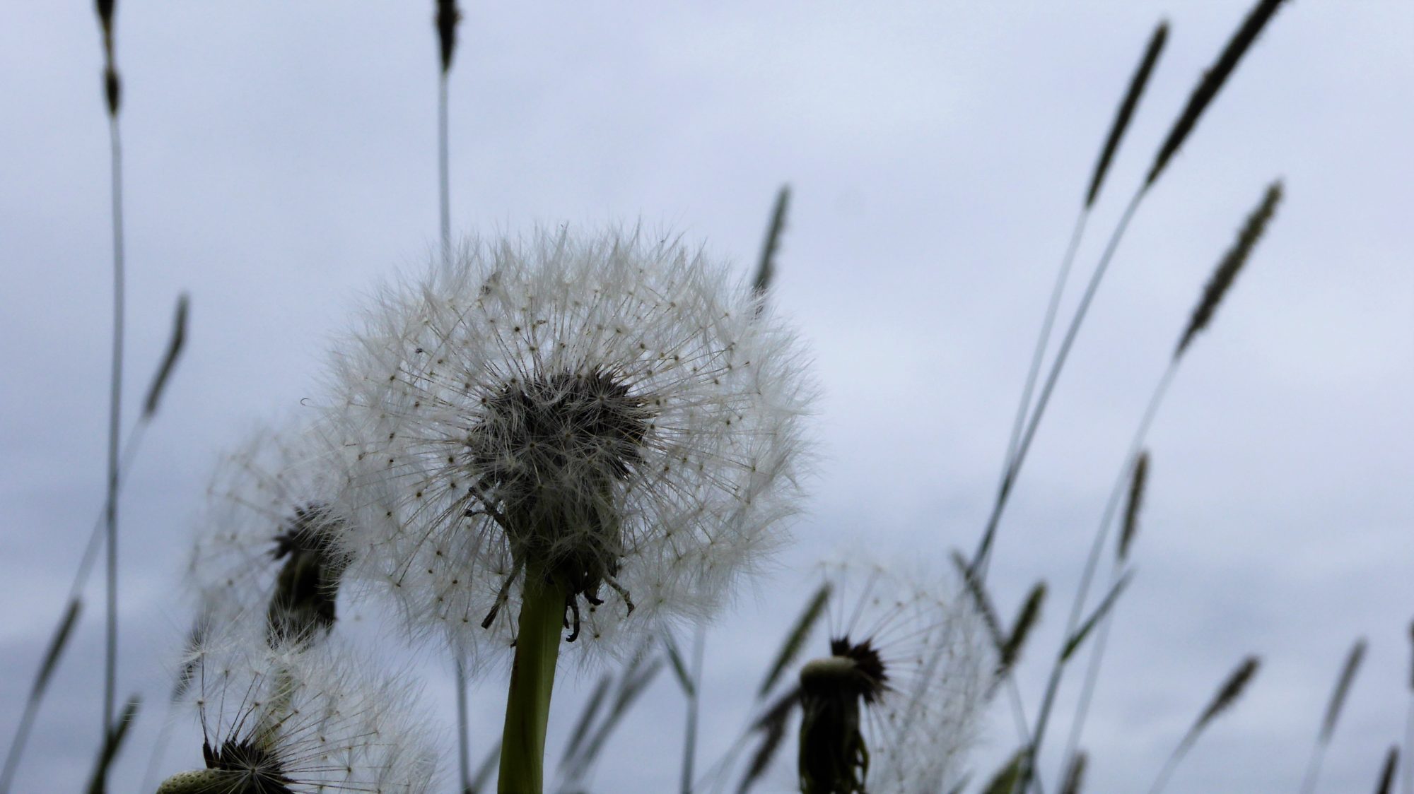 Valokuvaaja: Arja Valtonen