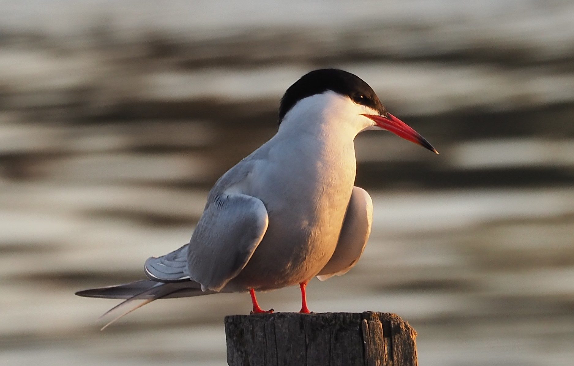 Valokuvaaja: Arja Valtonen
