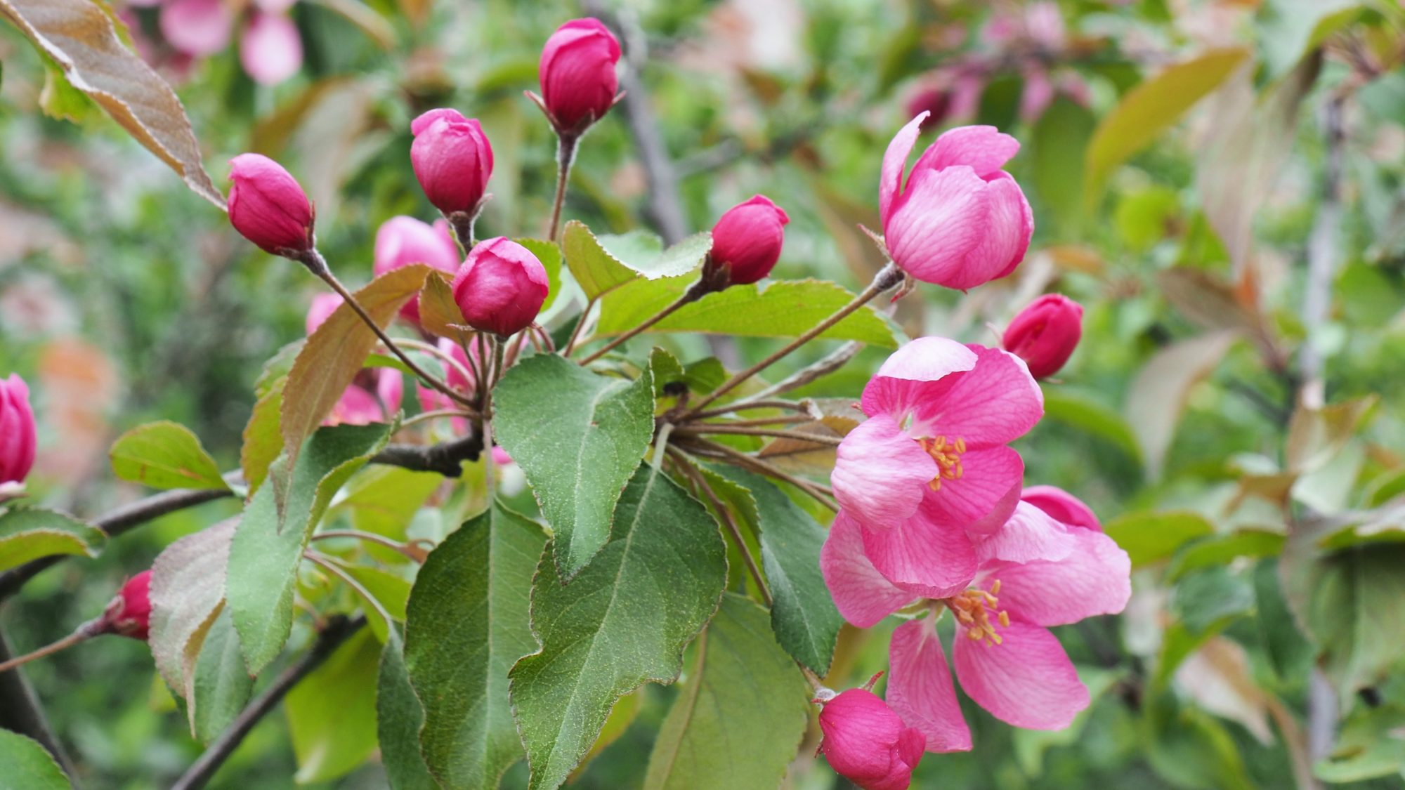 Valokuvaaja: Arja Valtonen