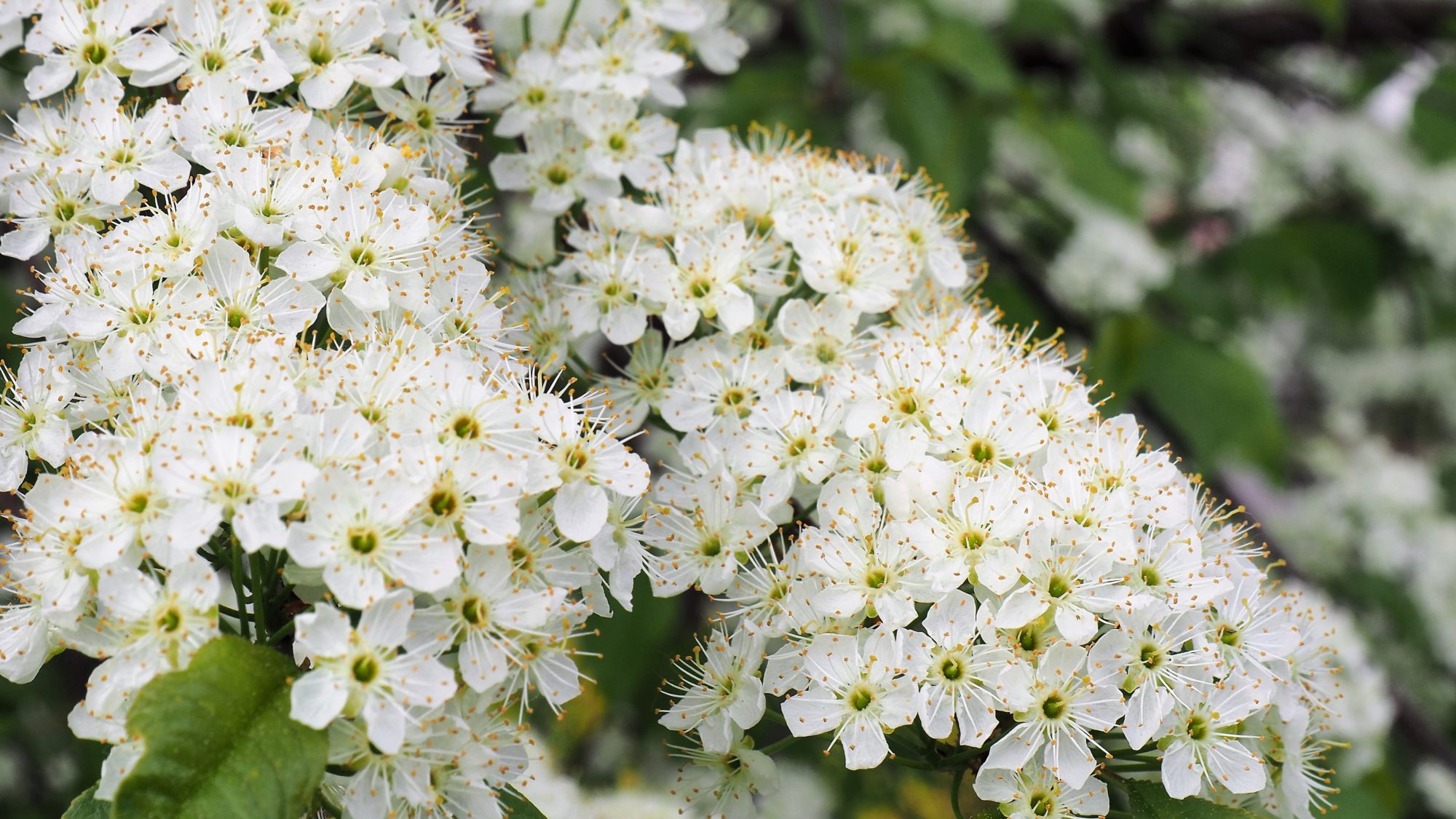 Valokuvaaja: Arja Valtonen