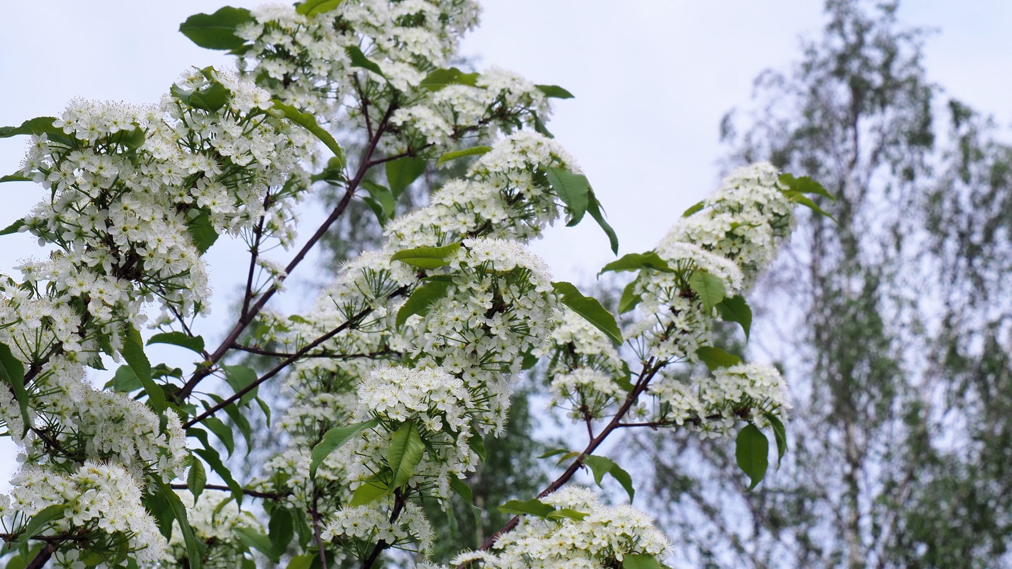 Valokuvaaja: Arja Valtonen