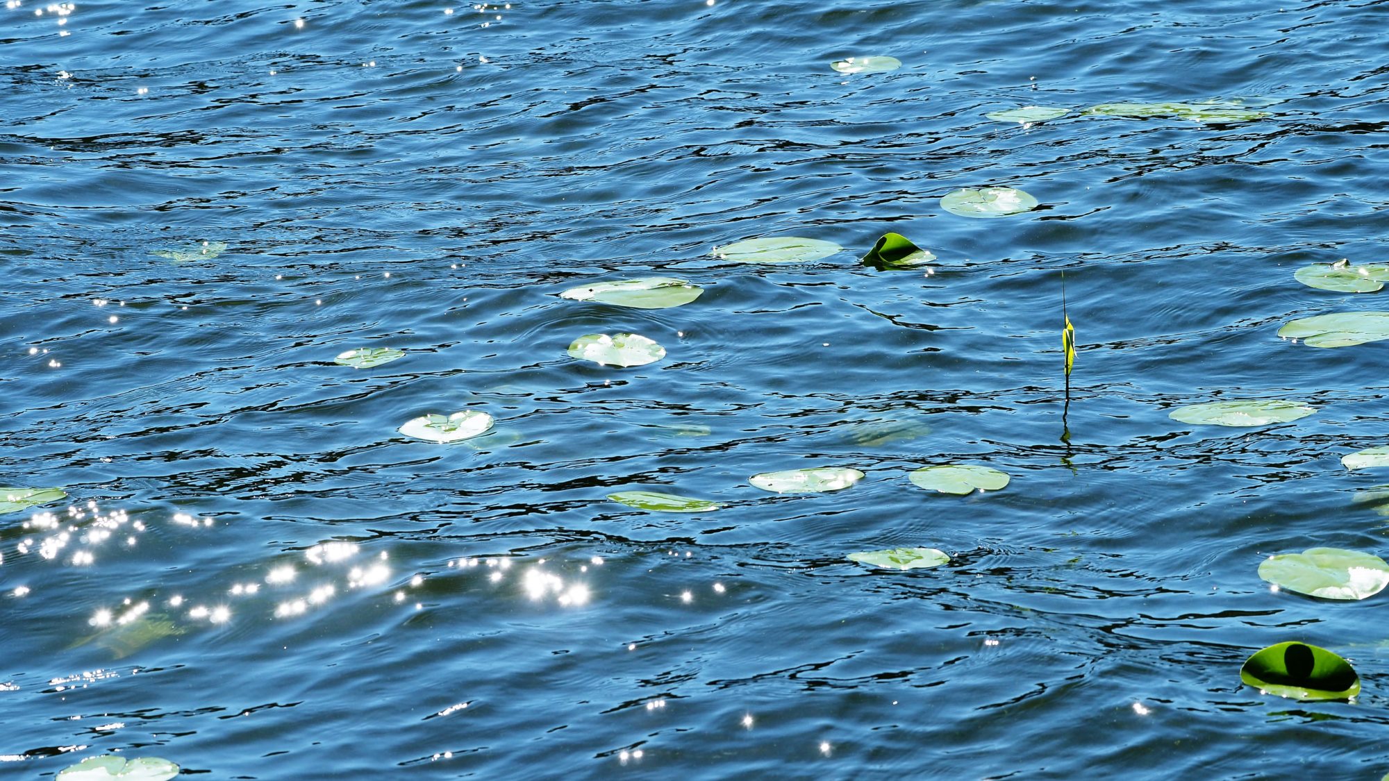 Valokuvaaja: Arja Valtonen