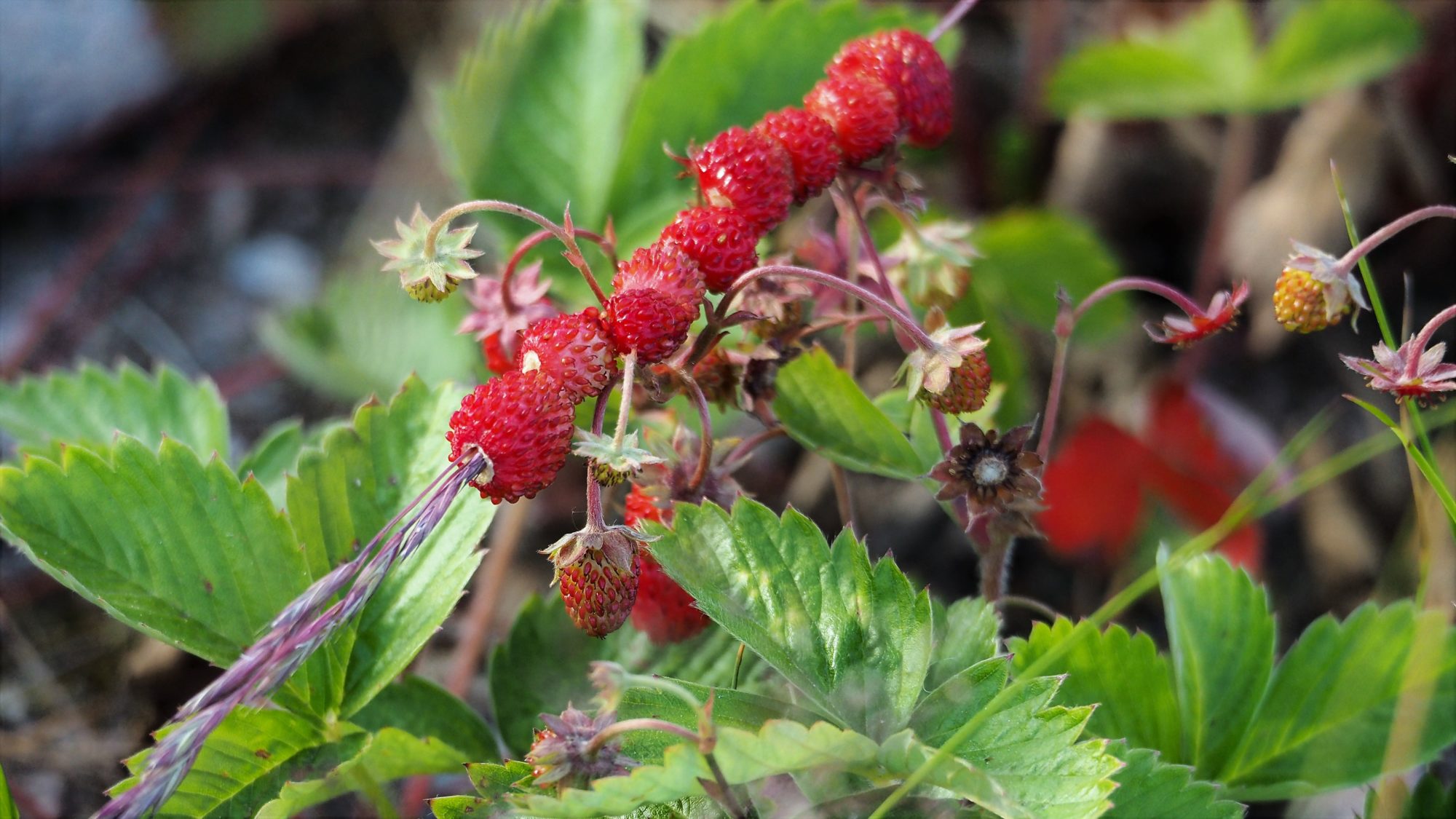 Valokuvaaja: Arja Valtonen