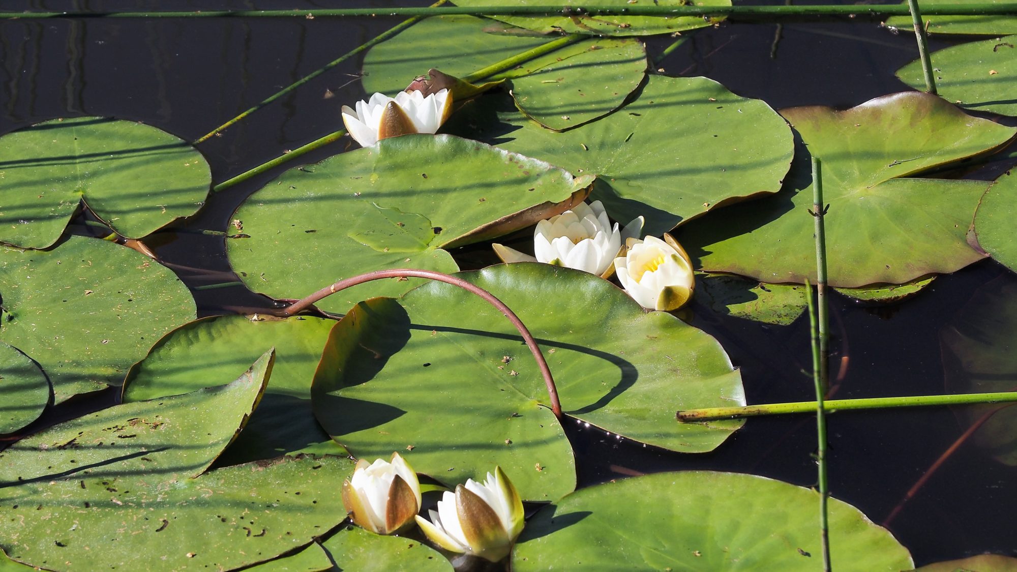 Valokuvaaja: Arja Valtonen