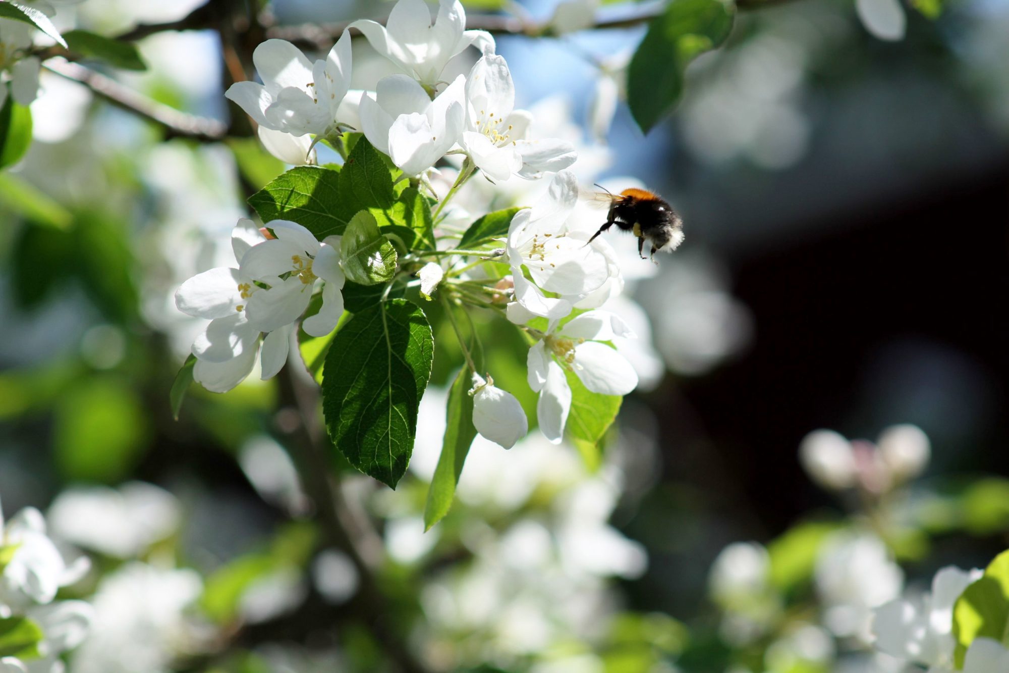 Valokuvaaja: Pirkko Siukonen
