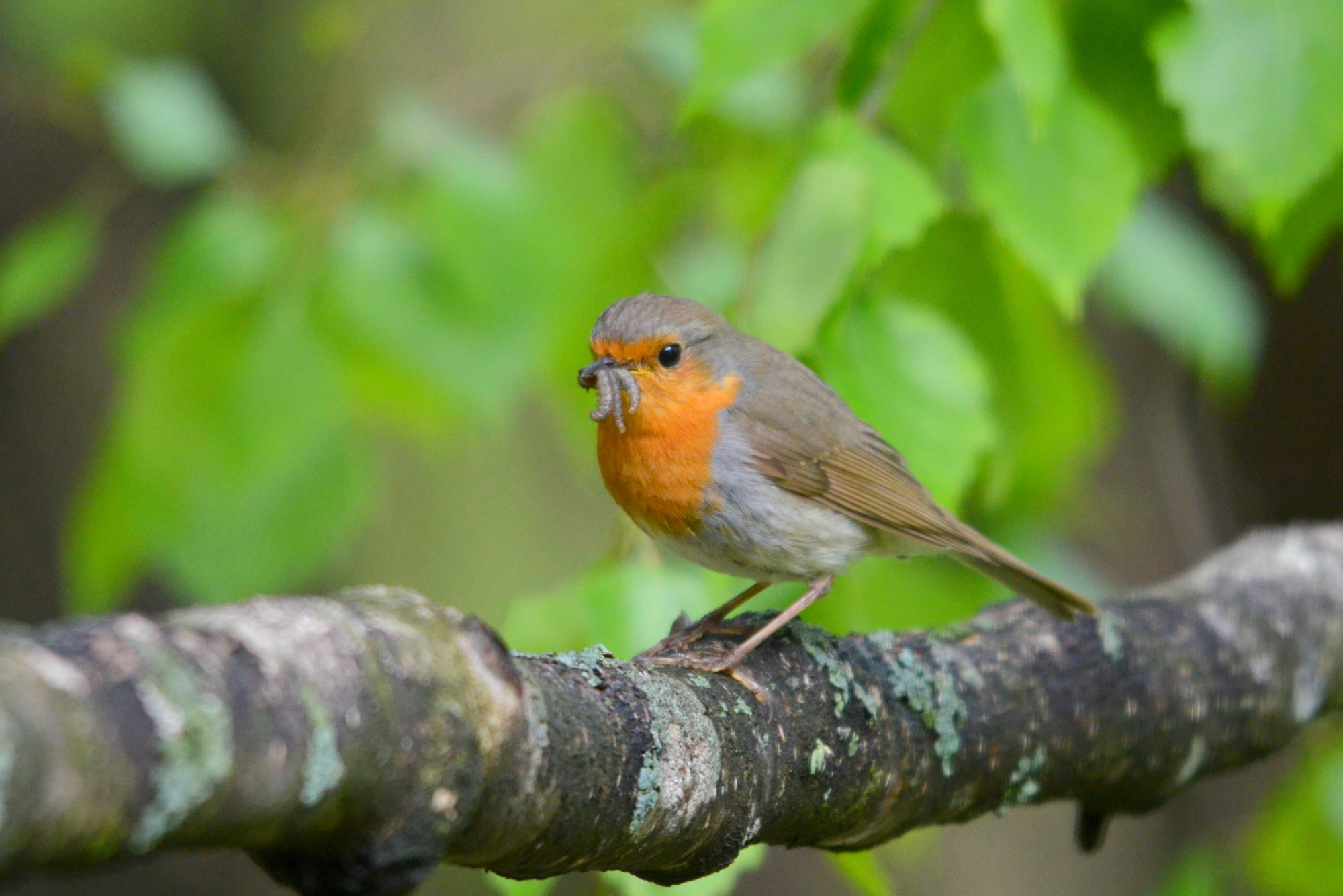 Valokuvaaja: Kaarlo Asikainen