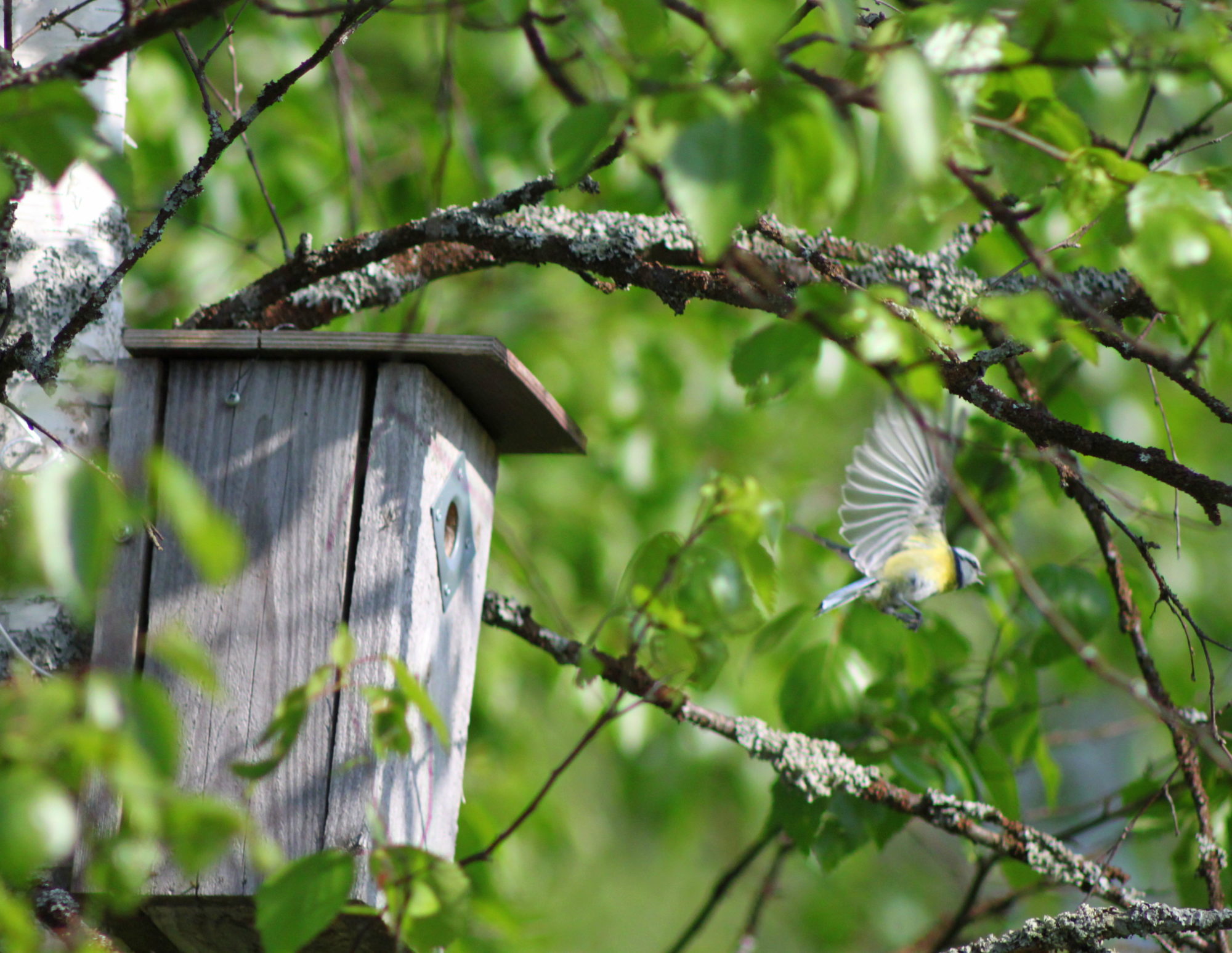 Valokuvaaja: Kaarlo Asikainen