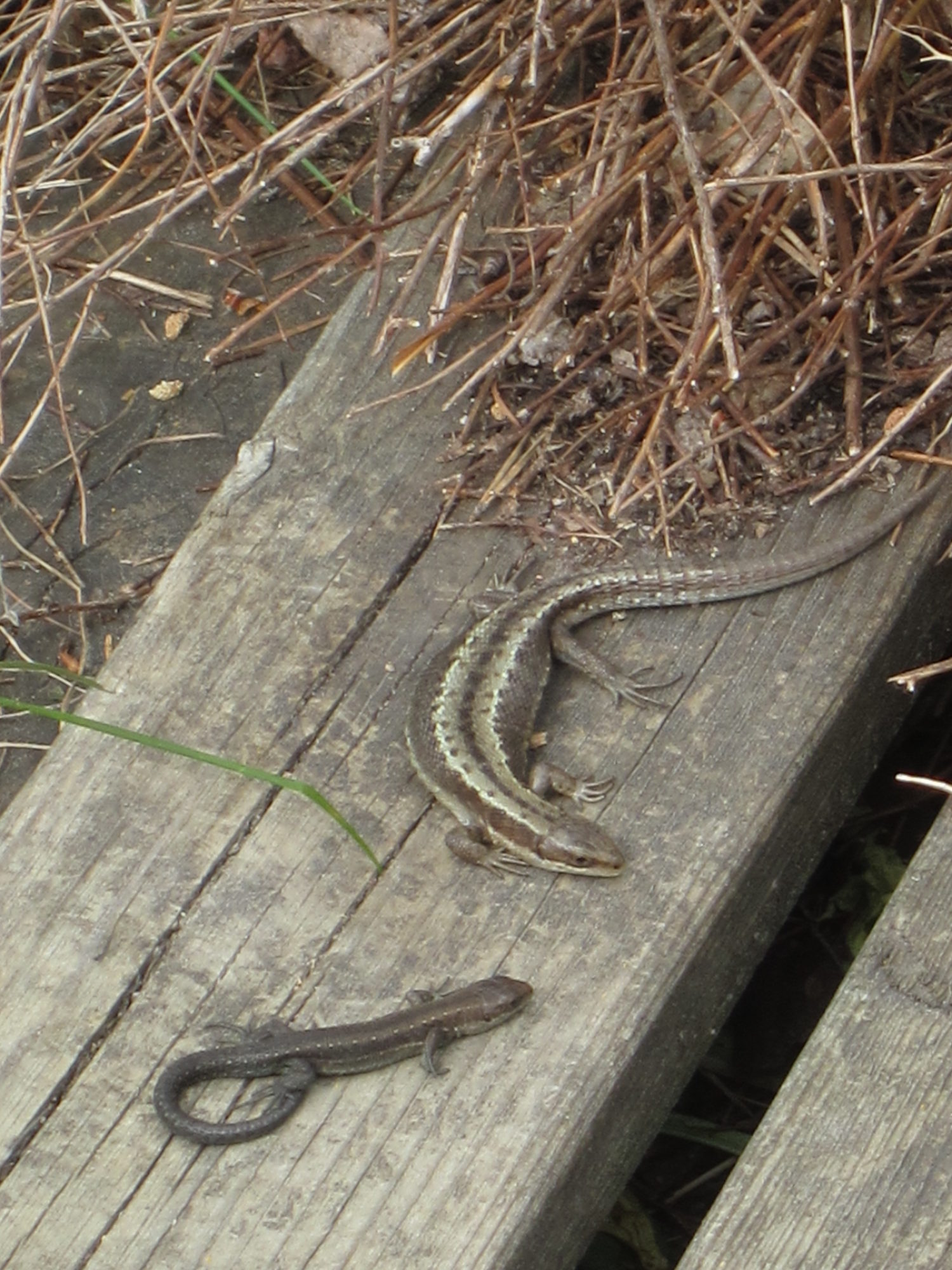 Valokuvaaja: Marita Portin