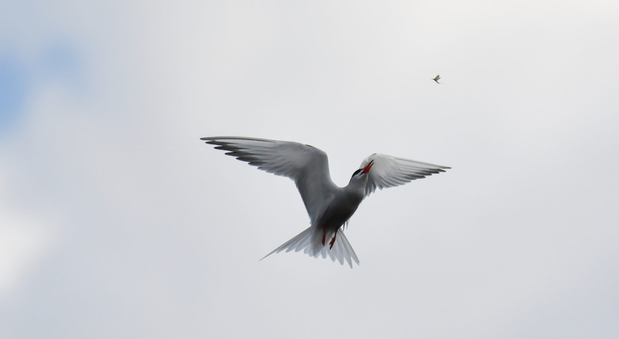 Valokuvaaja: Matti Manninen