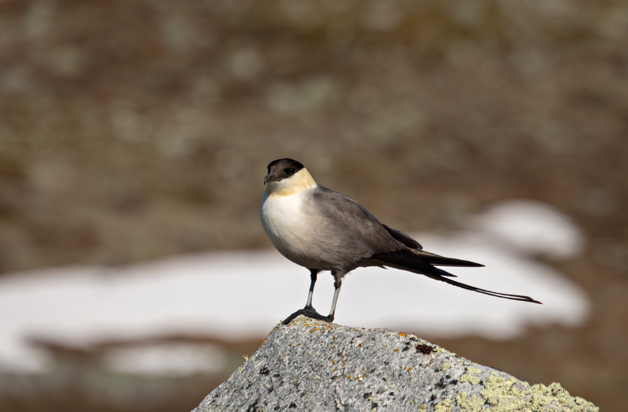 Valokuvaaja: Katri Niskanen