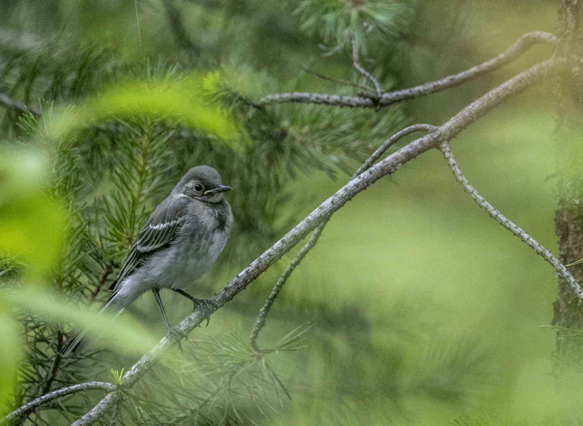 Valokuvaaja: Hannele Aalto