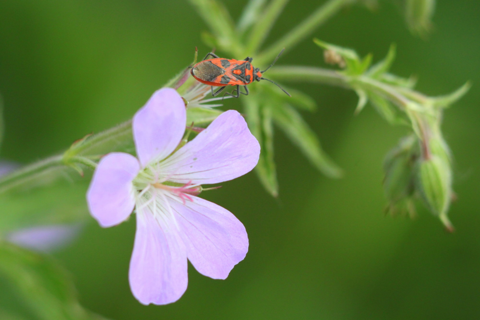 Valokuvaaja: Kaarlo Asikainen