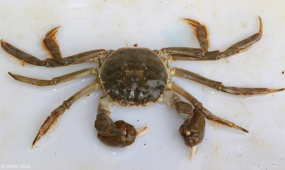 Valokuvaaja: Sakari Sipilä