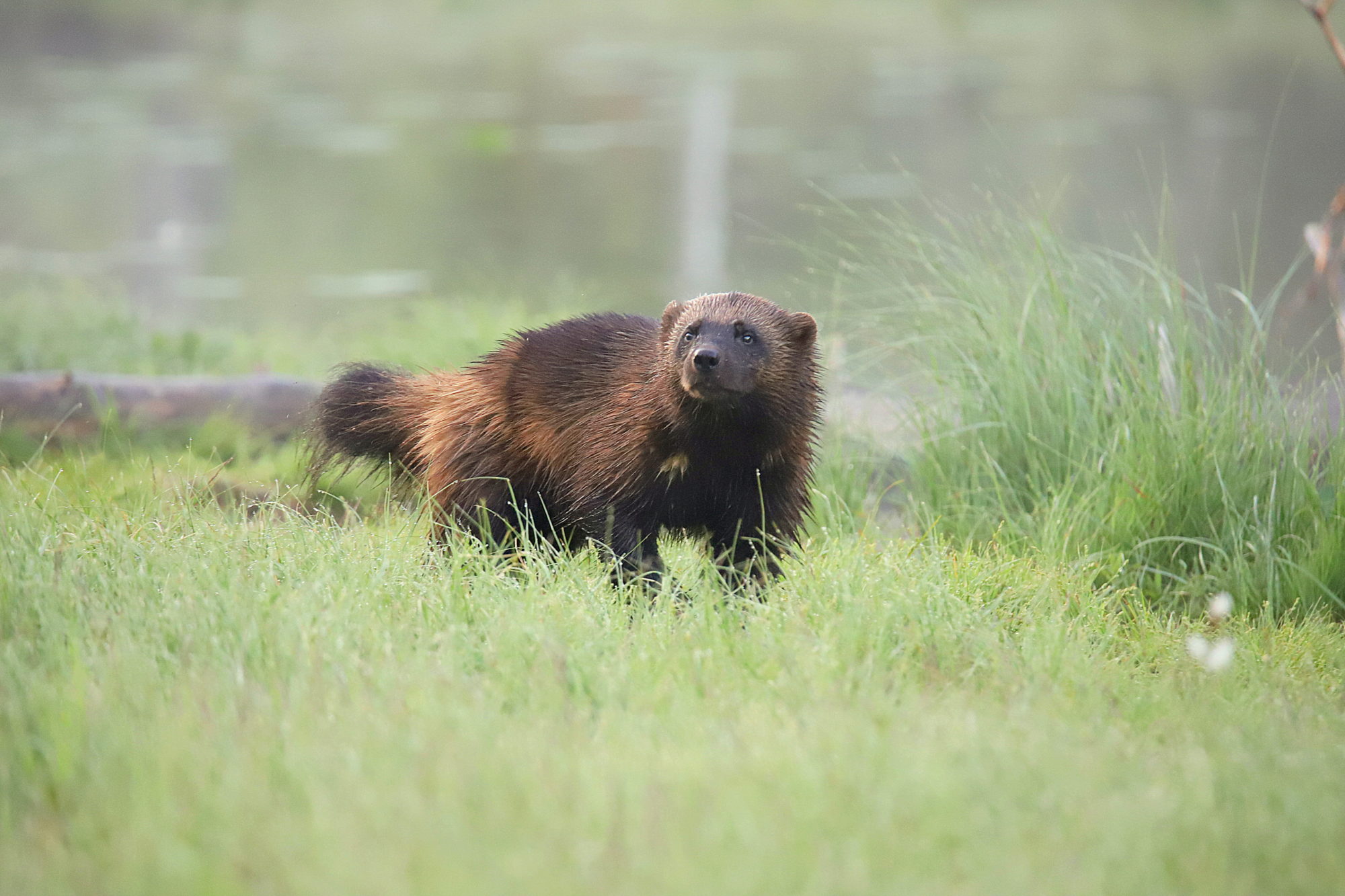 Valokuvaaja: sirpa jyske