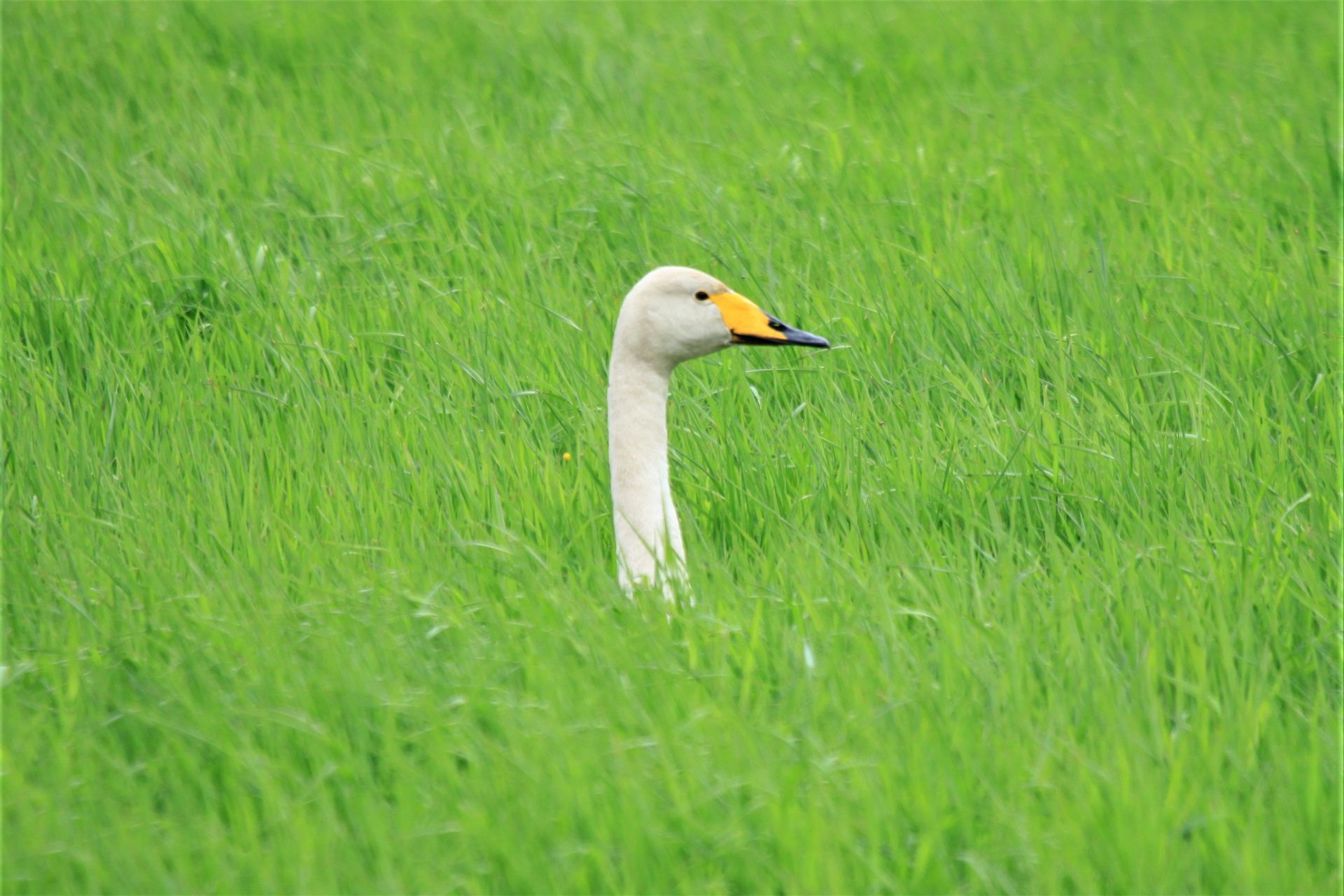 Valokuvaaja: Berndt Hannelius