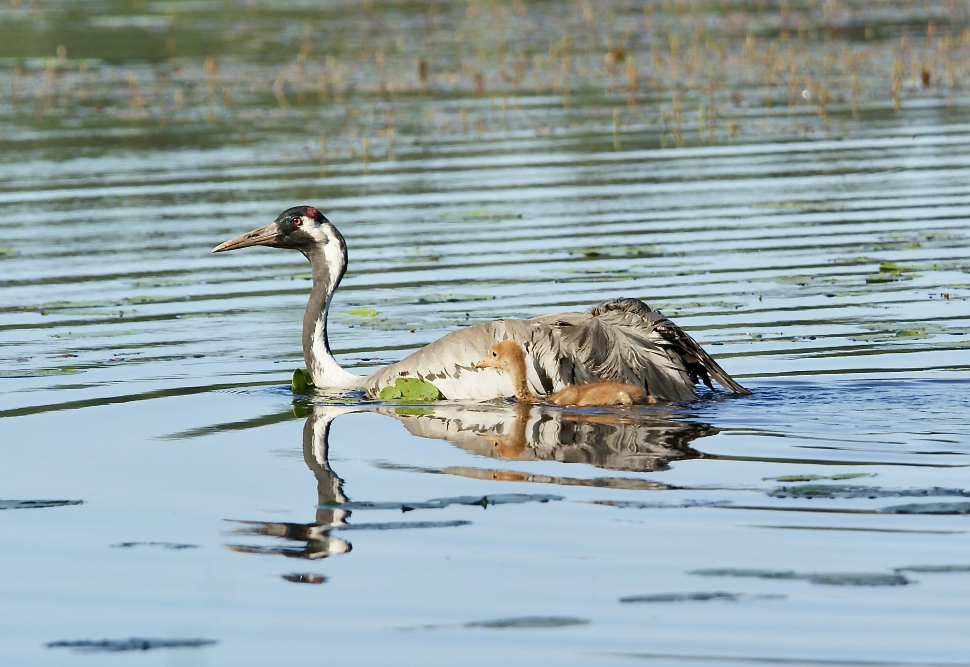 Valokuvaaja: Markku Ranta-Eilola