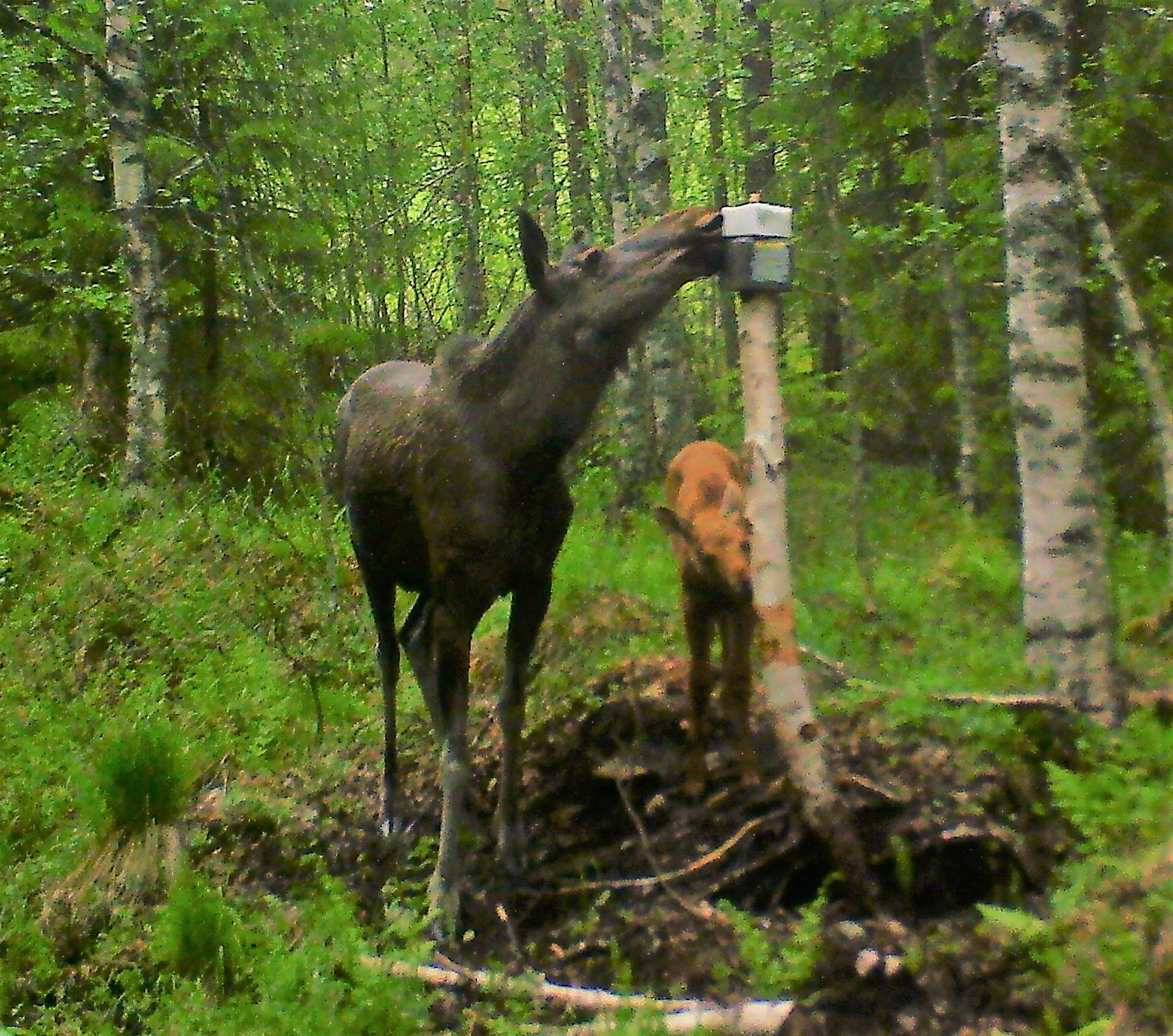Valokuvaaja: Seppo Pakanen