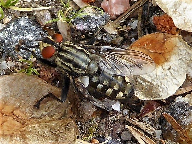 Valokuvaaja: Arja Valtonen Valokuvaaja: Arja Valtonen