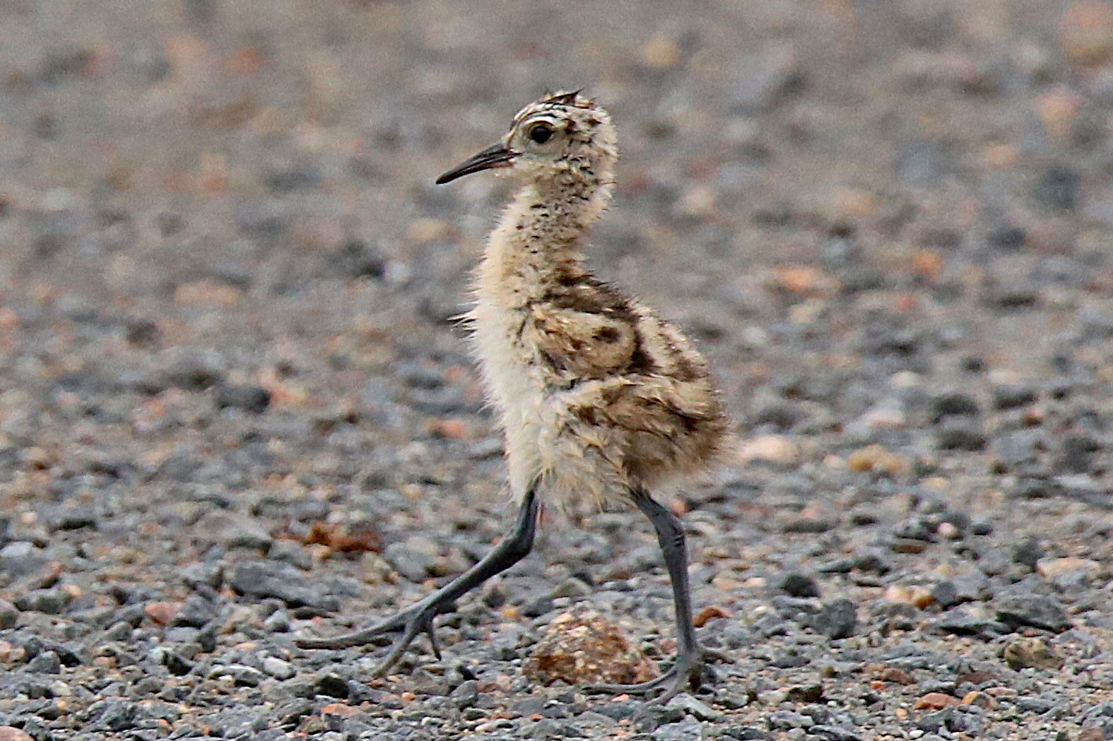 Valokuvaaja: sirpa jyske