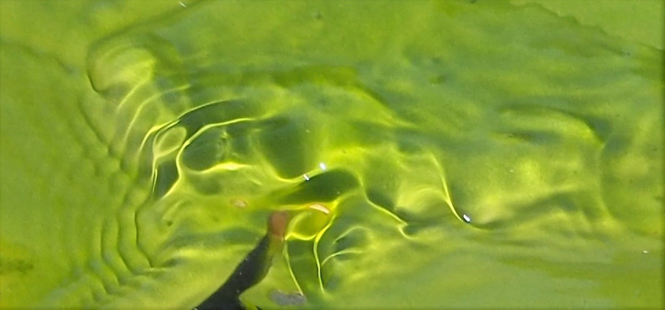 Valokuvaaja: Arja Valtonen