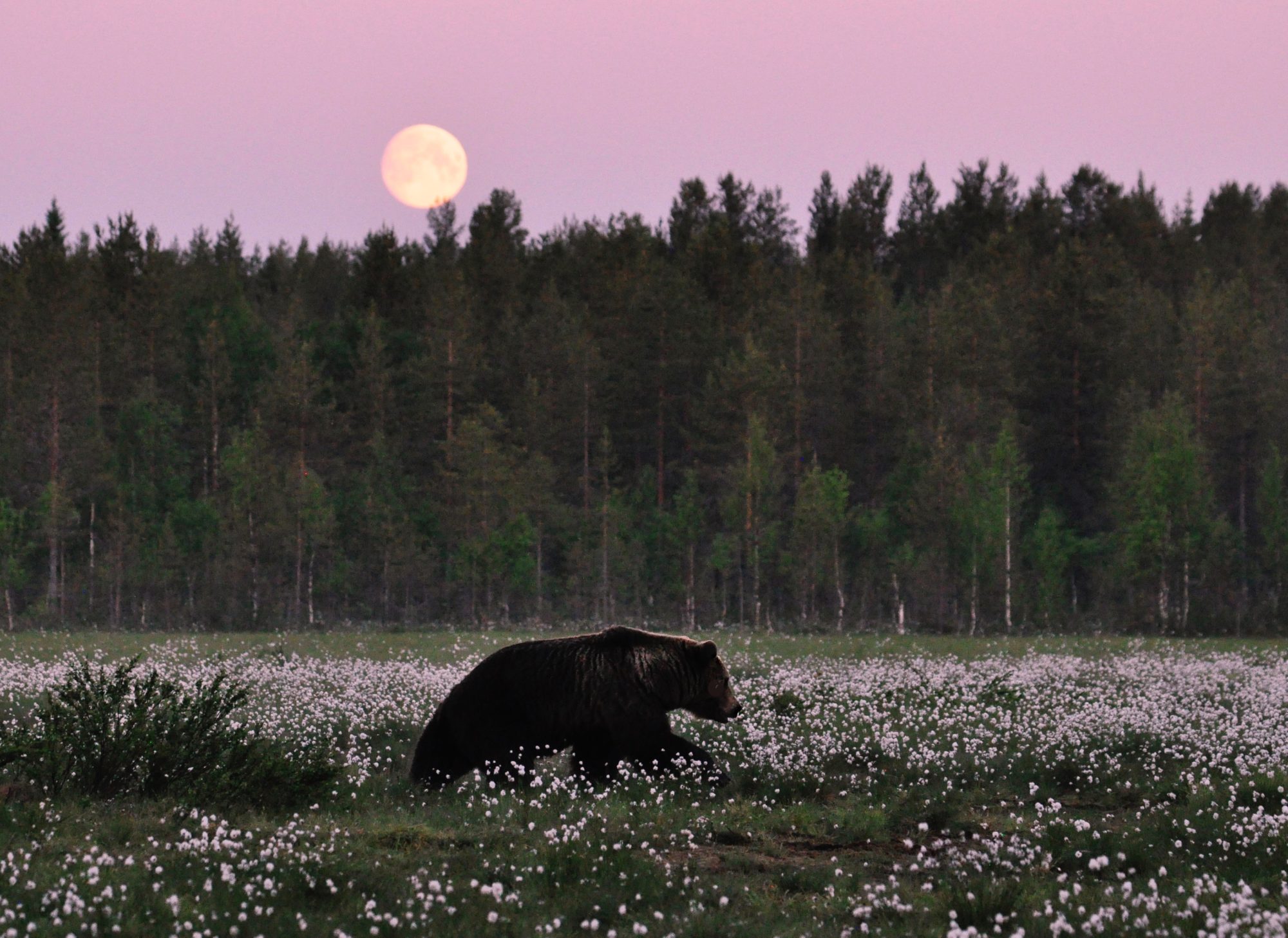 Valokuvaaja: Jenni Merilä