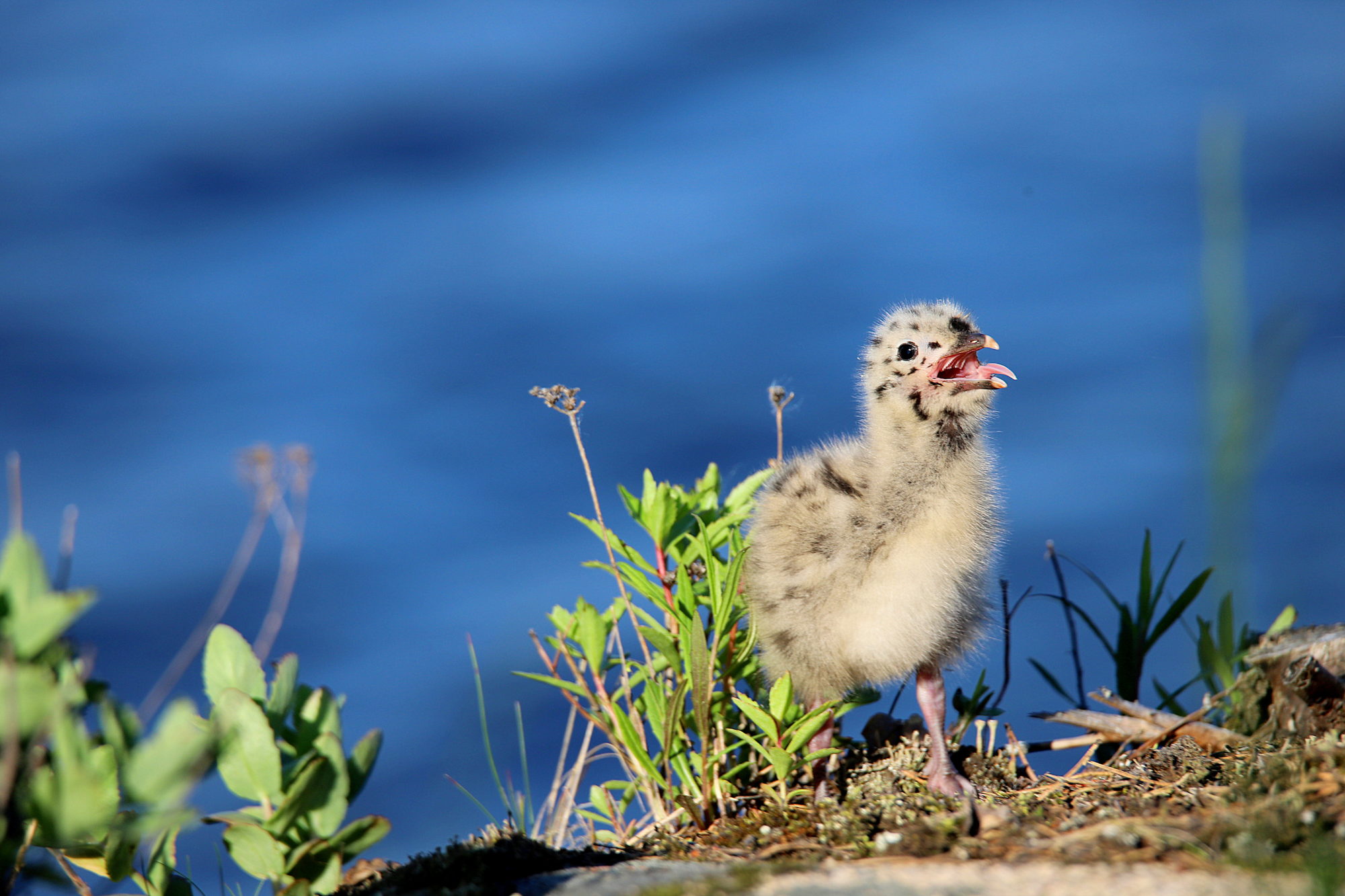 Valokuvaaja: sirpa jyske