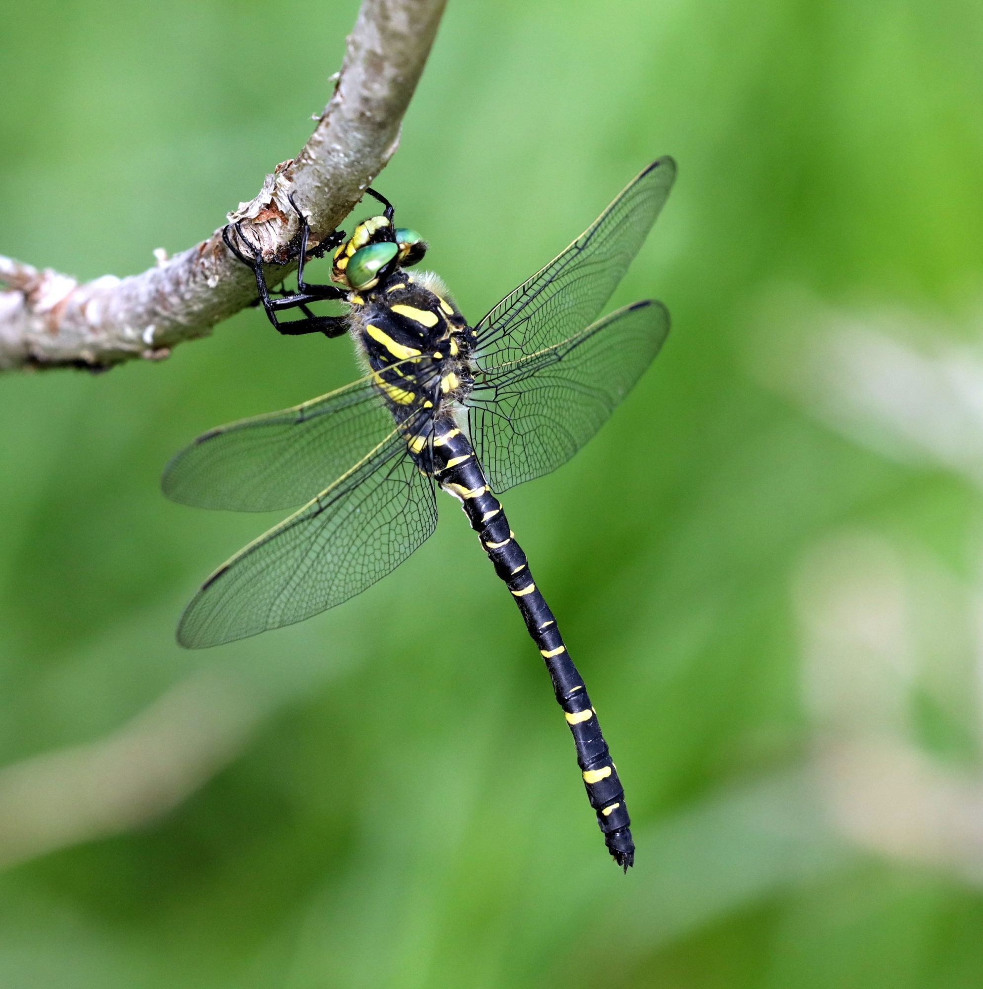 Valokuvaaja: Kari Aaltonen, Salo