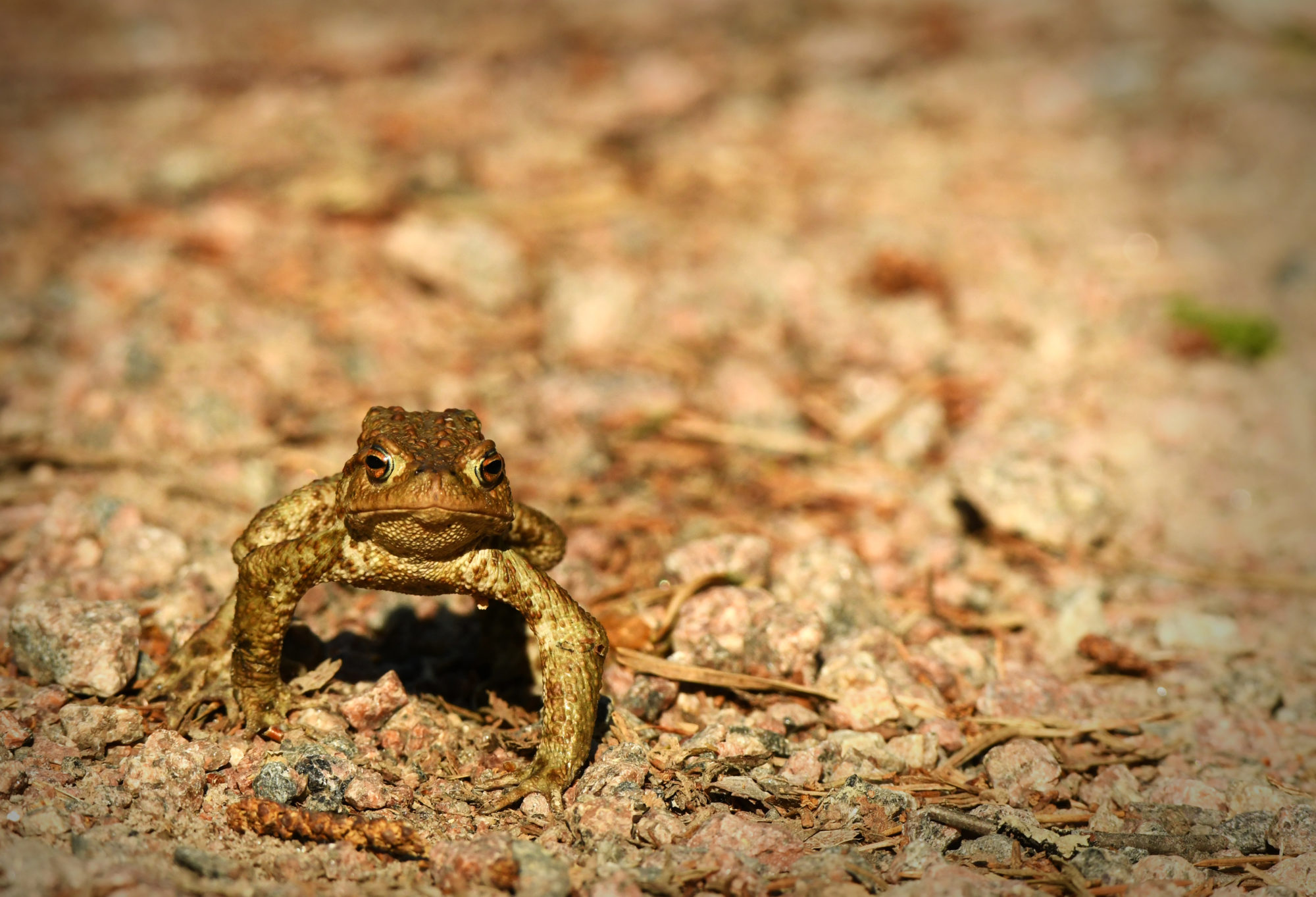 Valokuvaaja: Senja Rämä