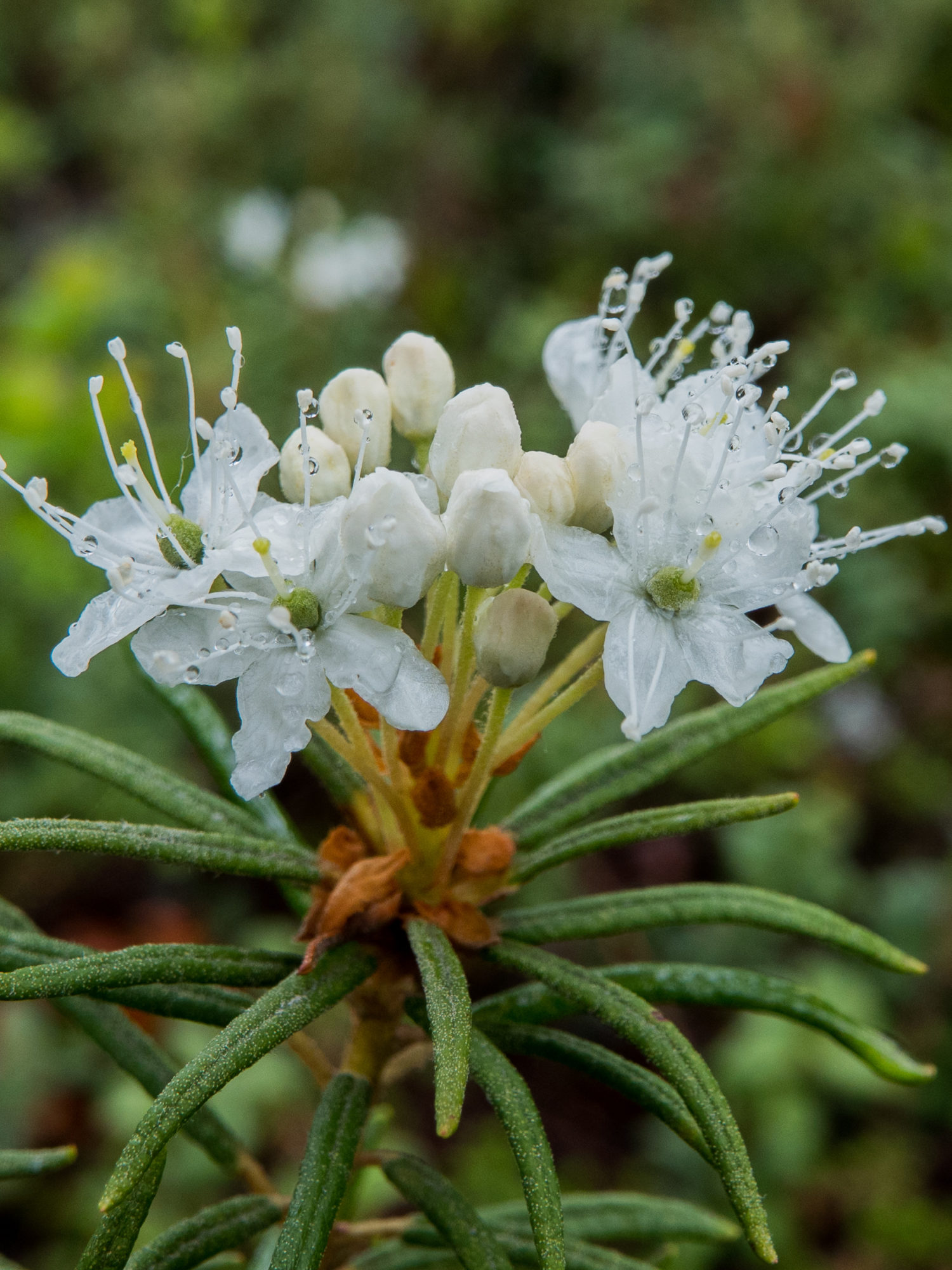 Valokuvaaja: Merja Ollikainen