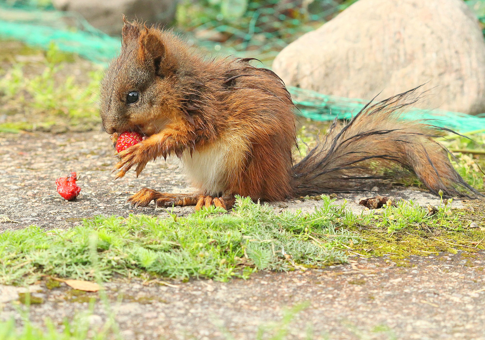 Valokuvaaja: sirpa jyske