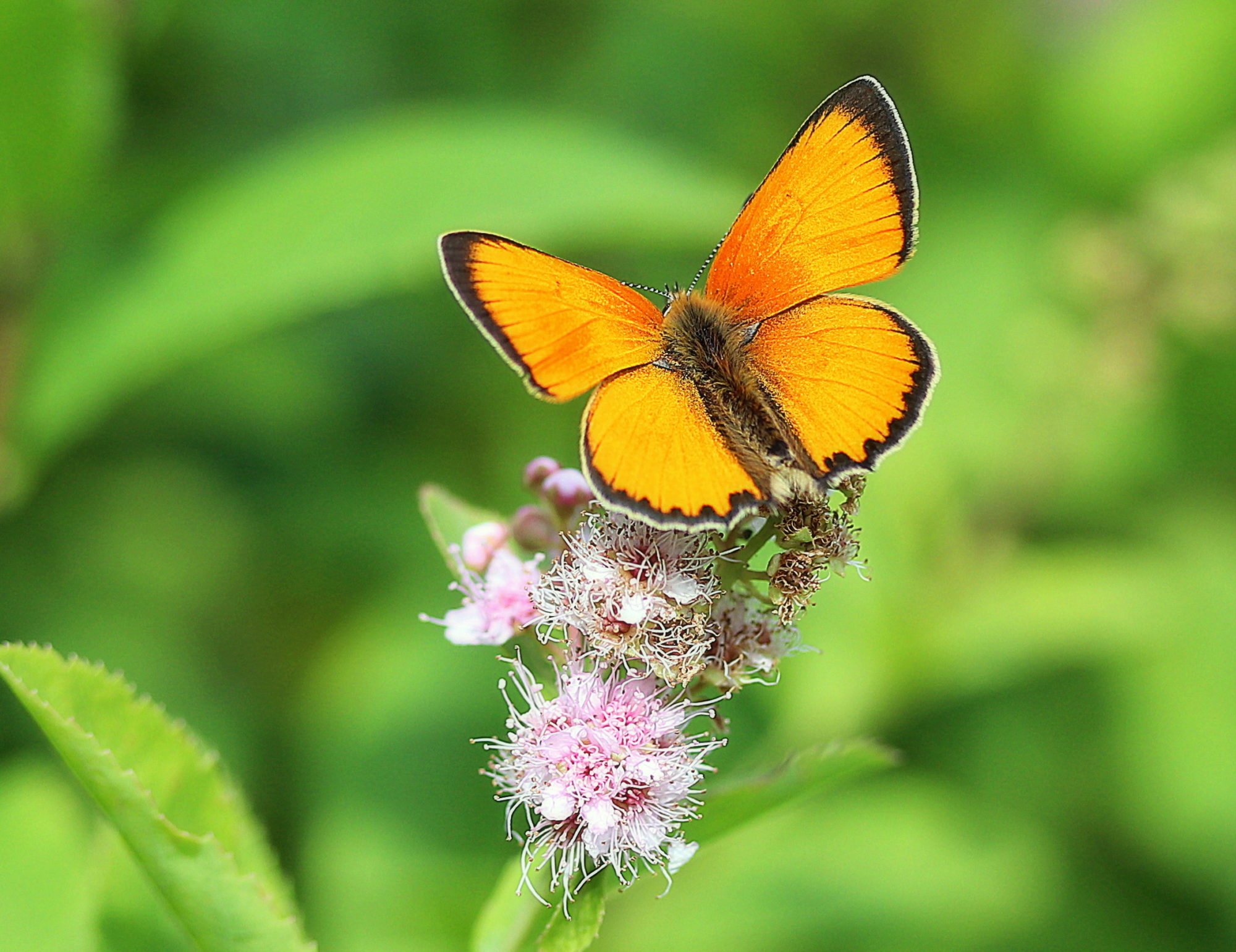 Valokuvaaja: sirpa jyske