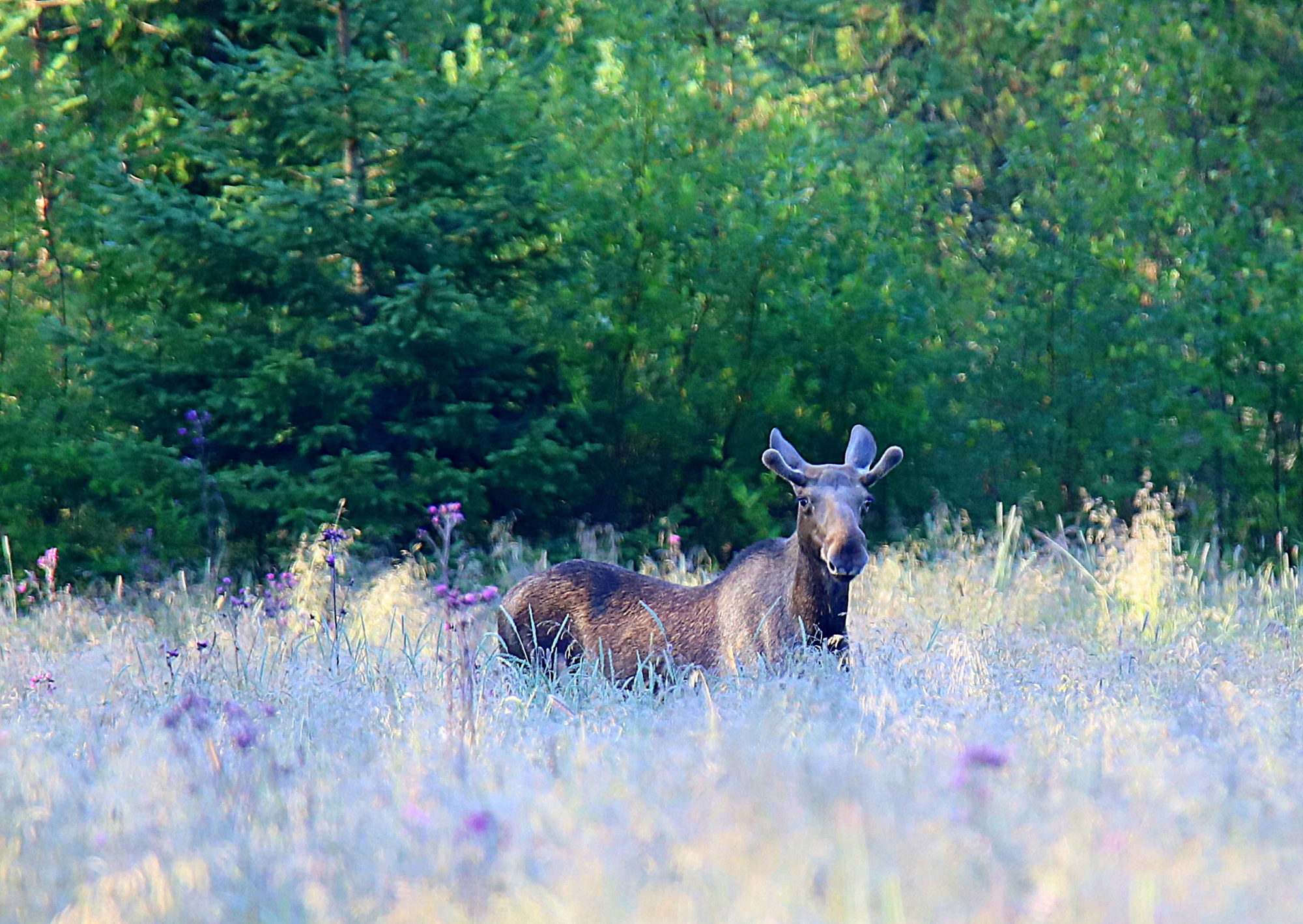 Valokuvaaja: sirpa jyske