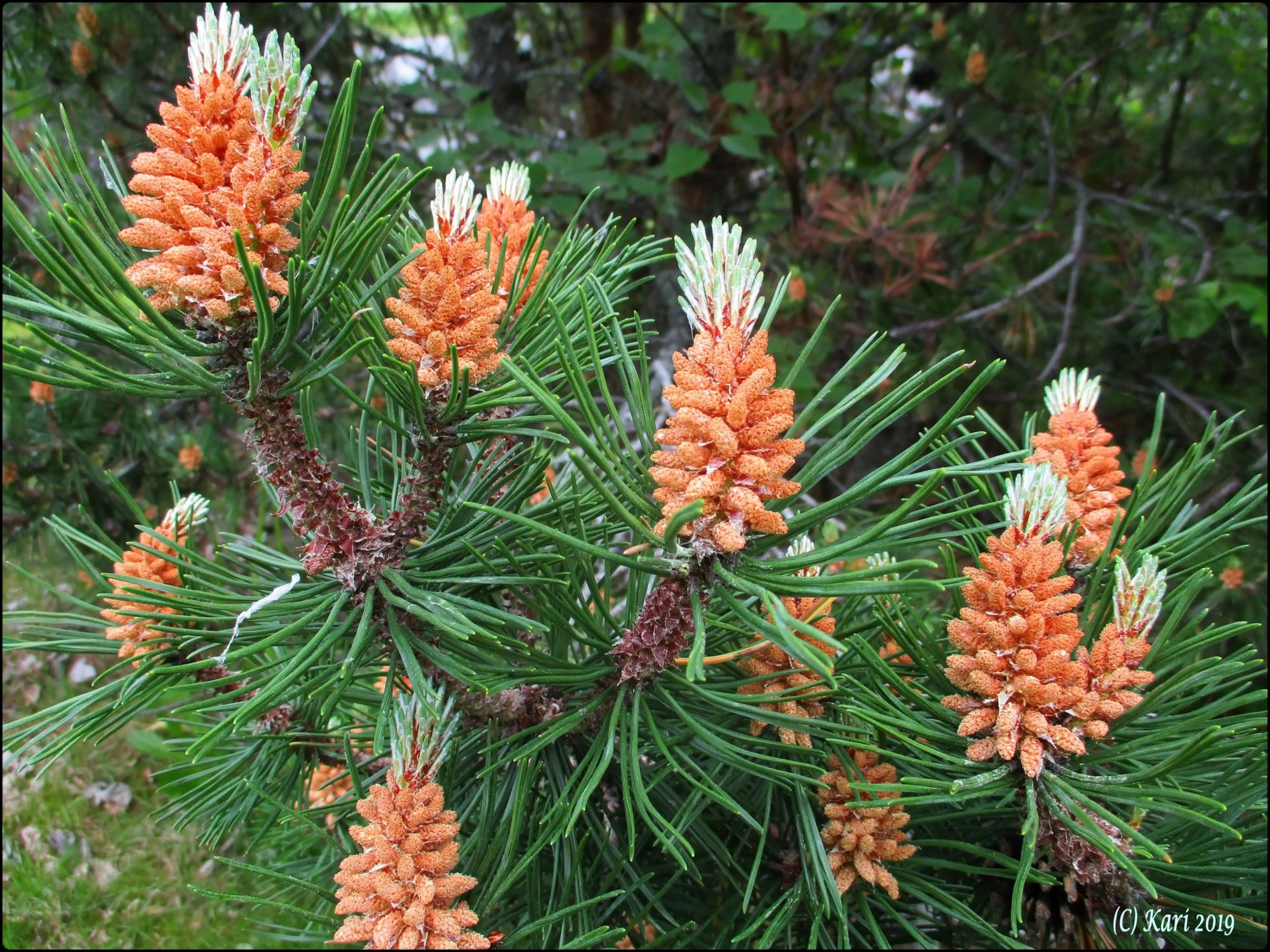 Valokuvaaja: Kari Saarinen