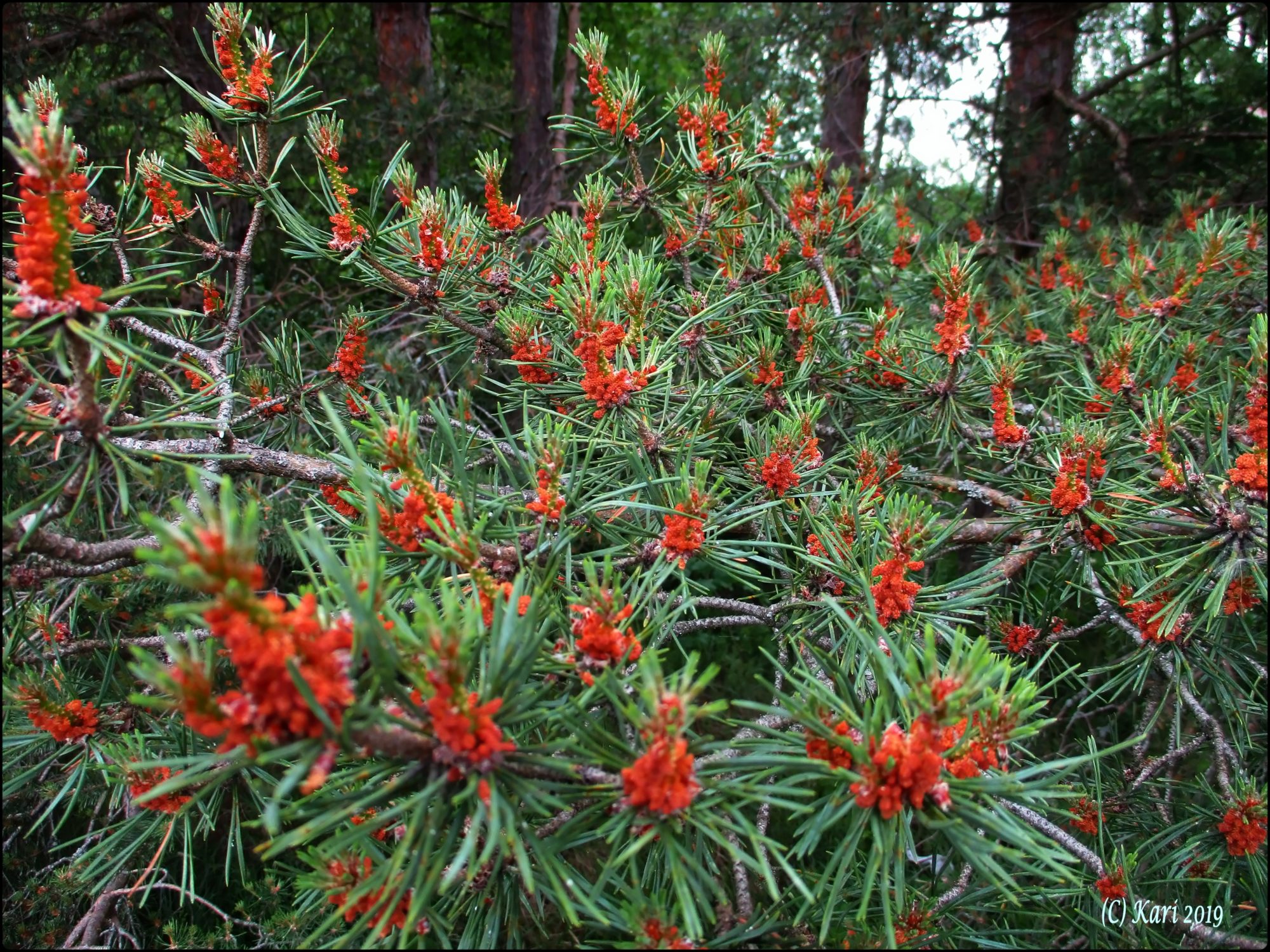 Valokuvaaja: Kari Saarinen Valokuvaaja: Kari Saarinen