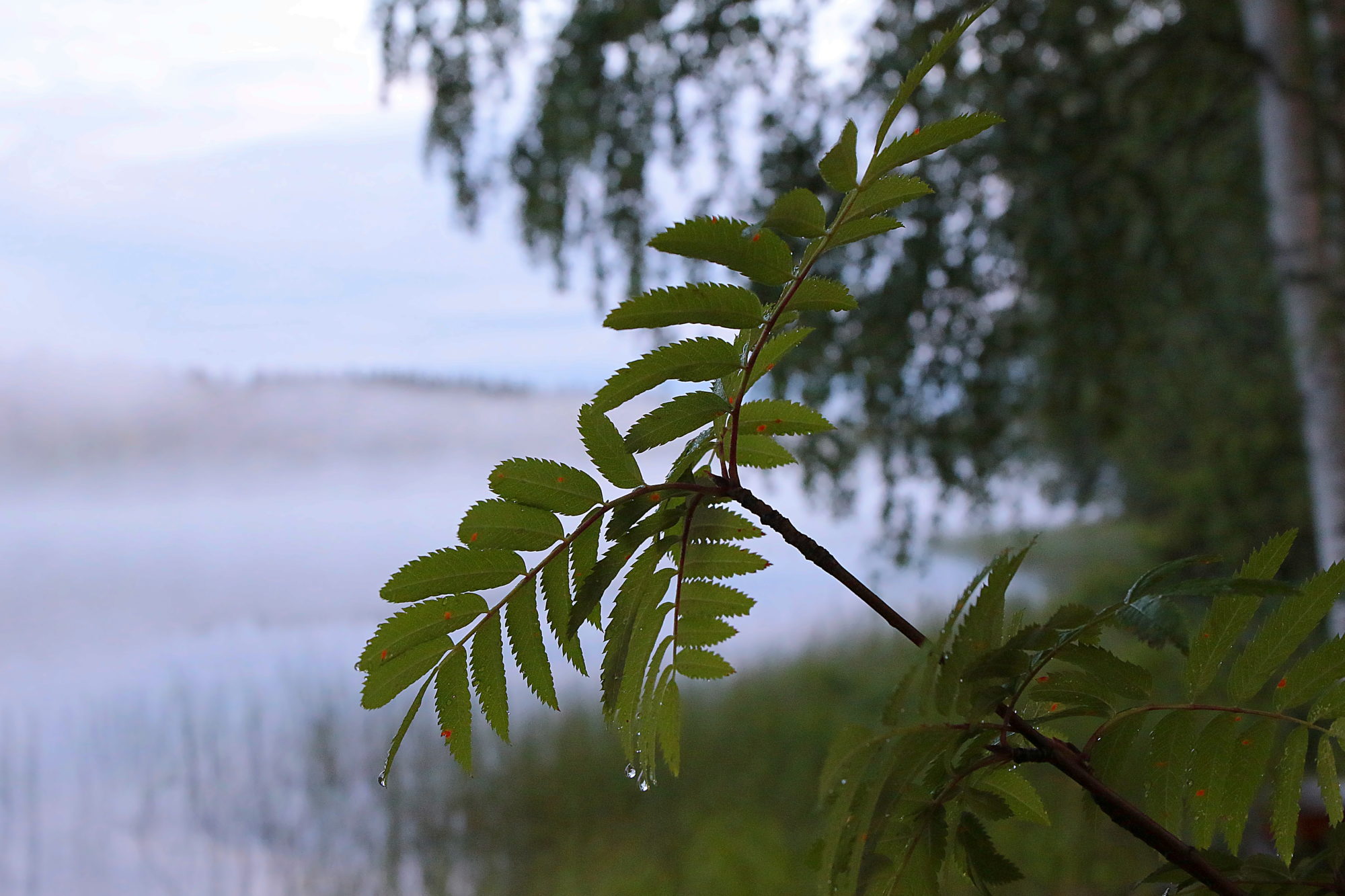 Valokuvaaja: reccu lehtonen
