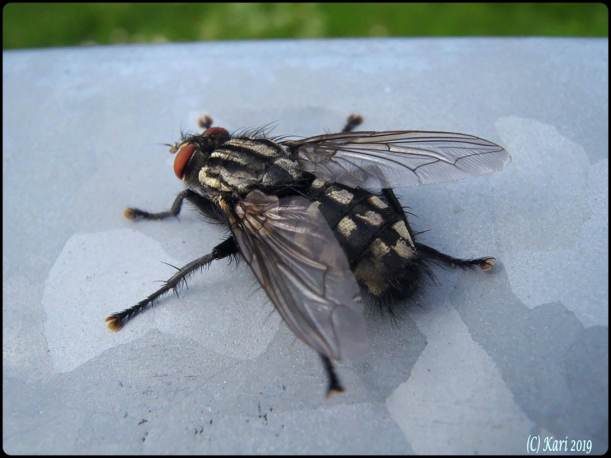 Valokuvaaja: Kari Saarinen