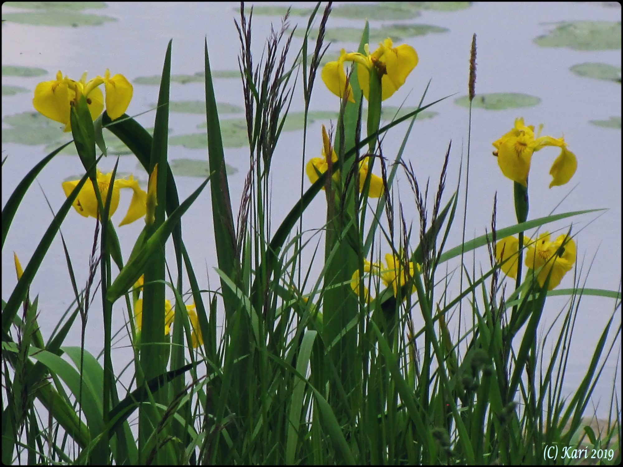 Valokuvaaja: Kari Saarinen
