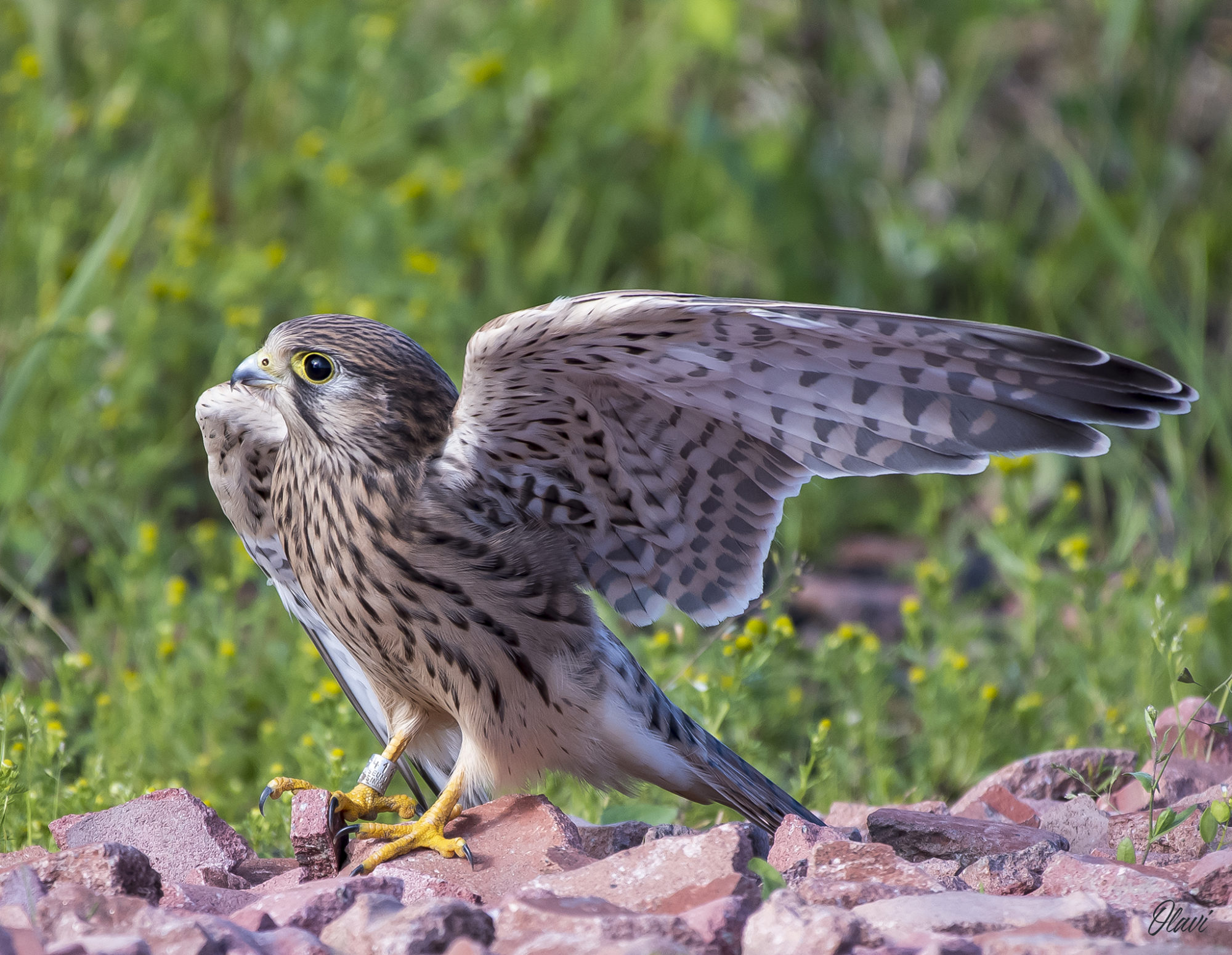 Valokuvaaja: Olavi Kangas