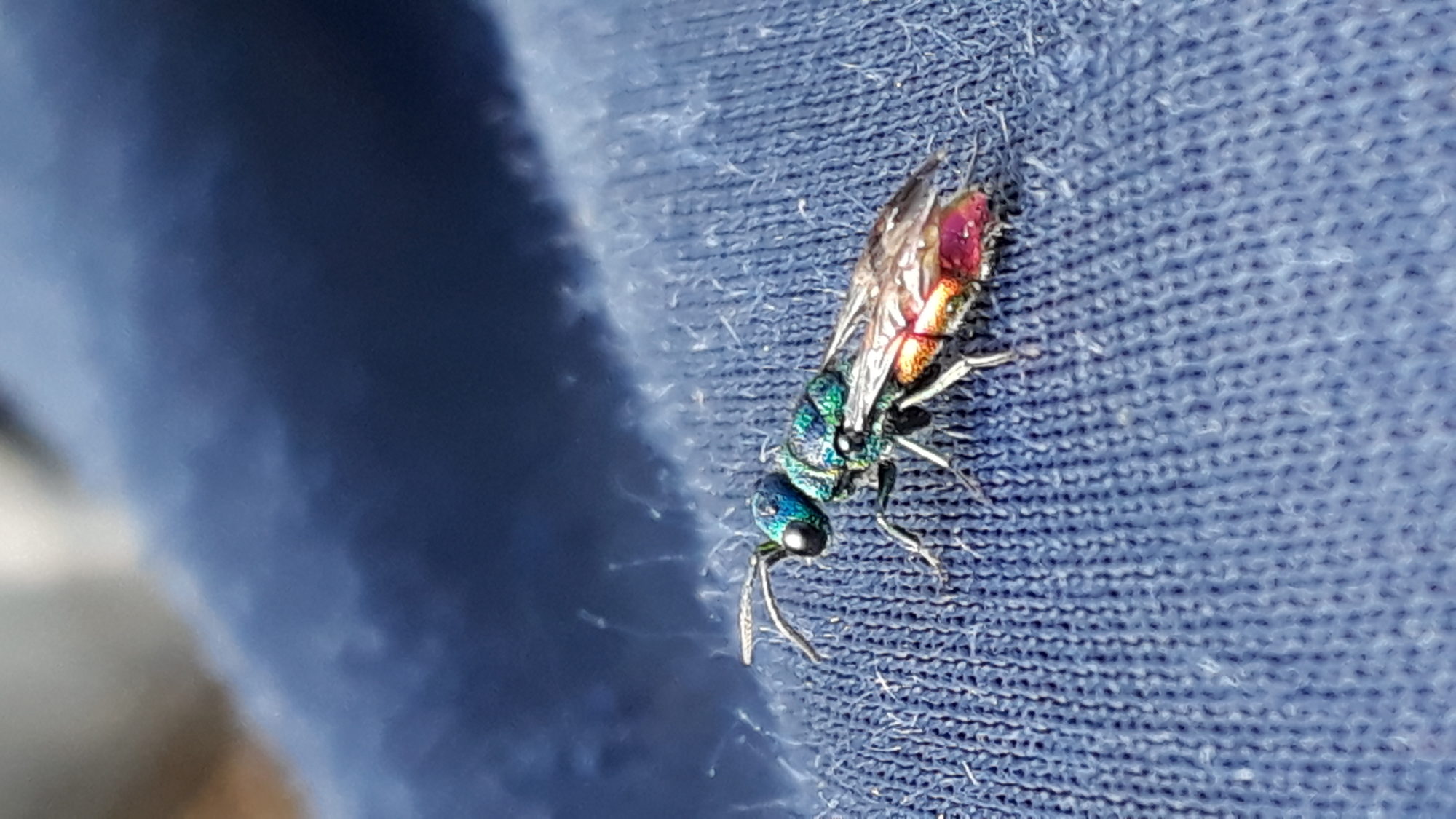 Valokuvaaja: Kaarina Heiskanen