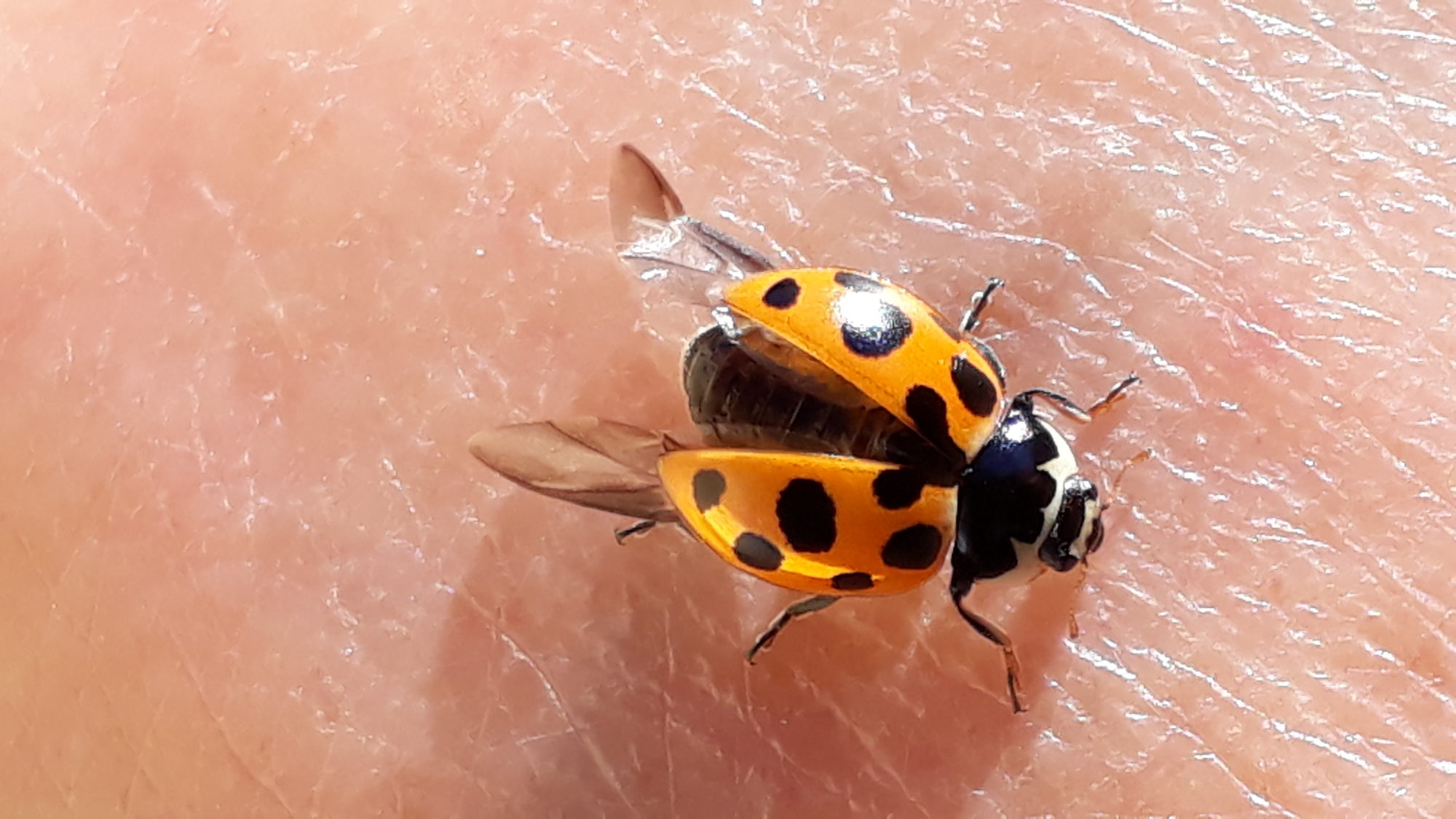 Valokuvaaja: Kaarina Heiskanen