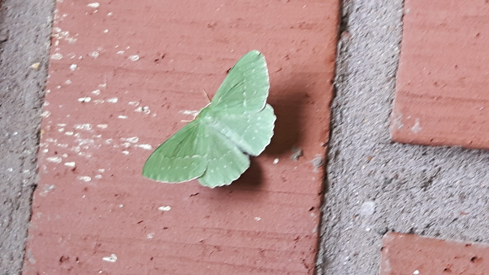 Valokuvaaja: minna rinne