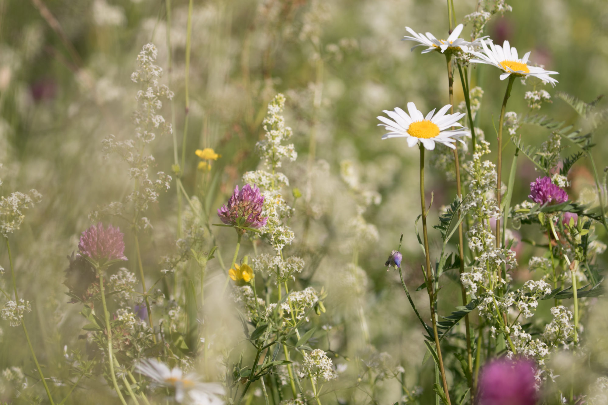 Valokuvaaja: Anne Patana