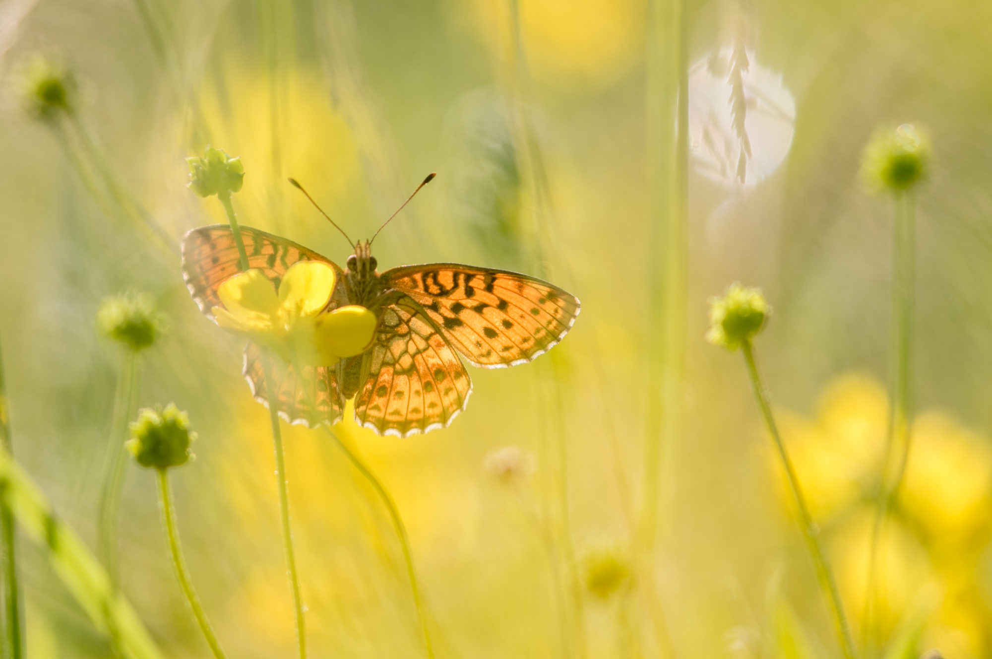 Valokuvaaja: Anne Patana