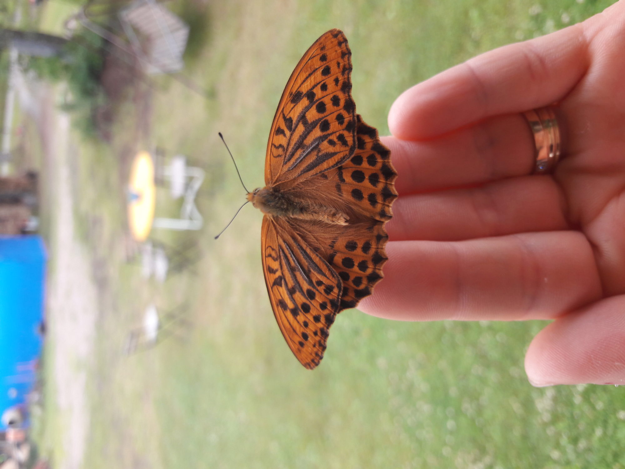 Valokuvaaja: Anna Karell